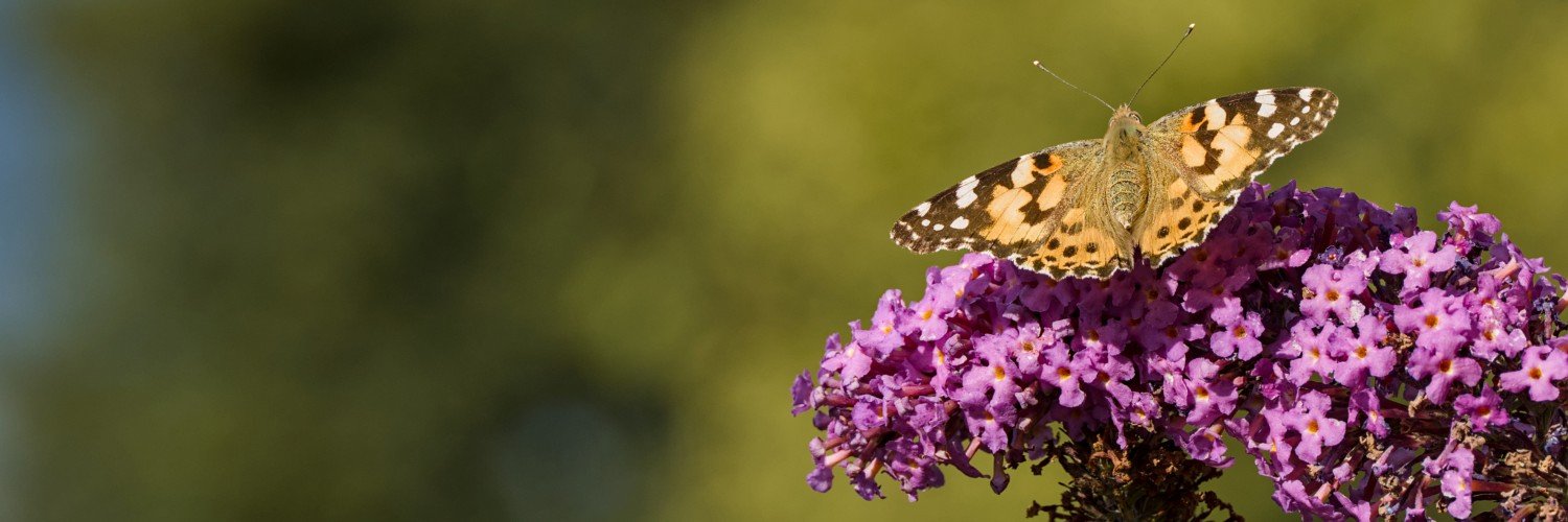 header profile