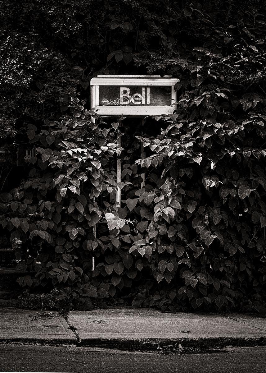 Overgrown vines cover an old phone booth, partially obscuring the sign "Bell" at the top. The foliage nearly conceals the structure, with dense leaves surrounding it entirely. The scene is captured in black and white, highlighting contrasts between the leaves and the booth.