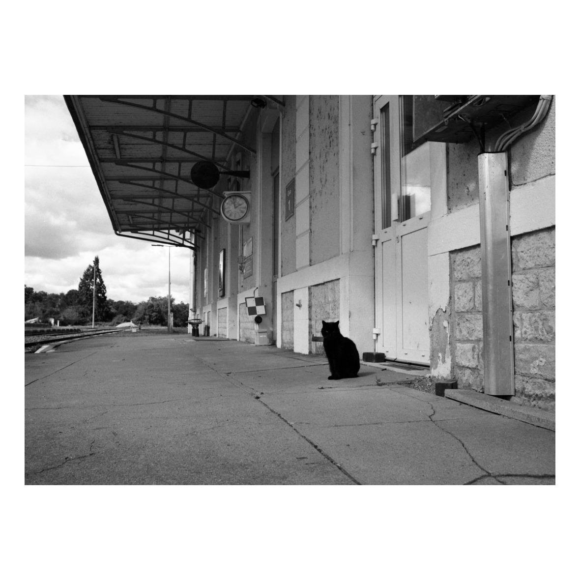 This black and white image depicts a quiet and somewhat deserted train station platform. The platform is mostly empty, with the notable presence of a black cat sitting near the building on the right side of the image. The station building shows signs of wear and has an old-fashioned clock hanging under the canopy, suggesting a long history. The background features railroad tracks and some trees, providing a peaceful and slightly nostalgic atmosphere.
