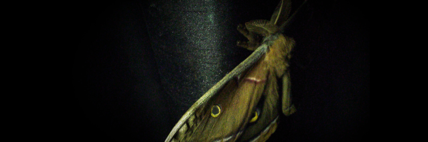 header profile