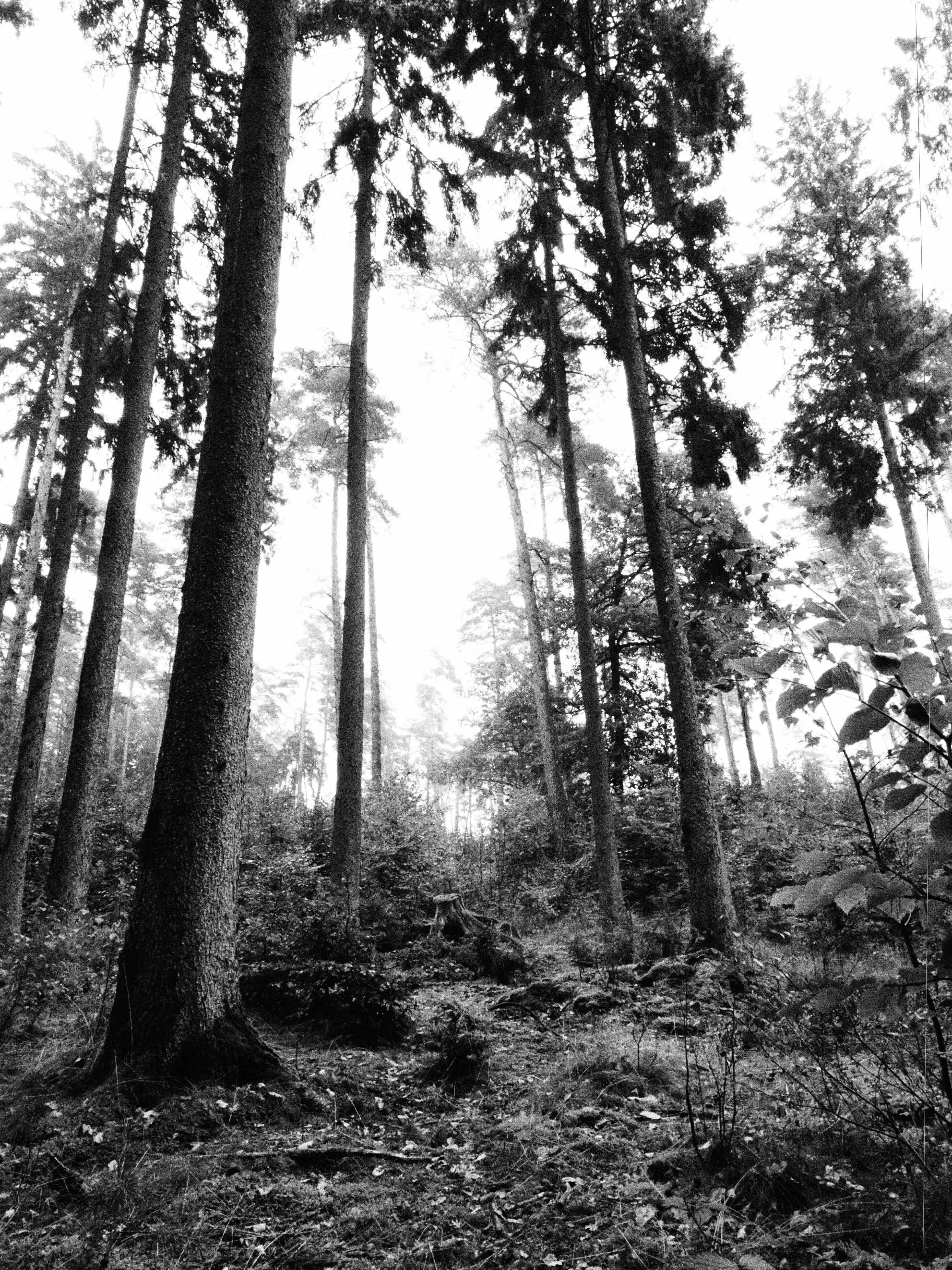 Black-and-white low-angle view of a forest with tall tree trunks rising from a leaf- and fern-covered floor, dense undergrowth in the foreground, and a bright overexposed sky filtering through.