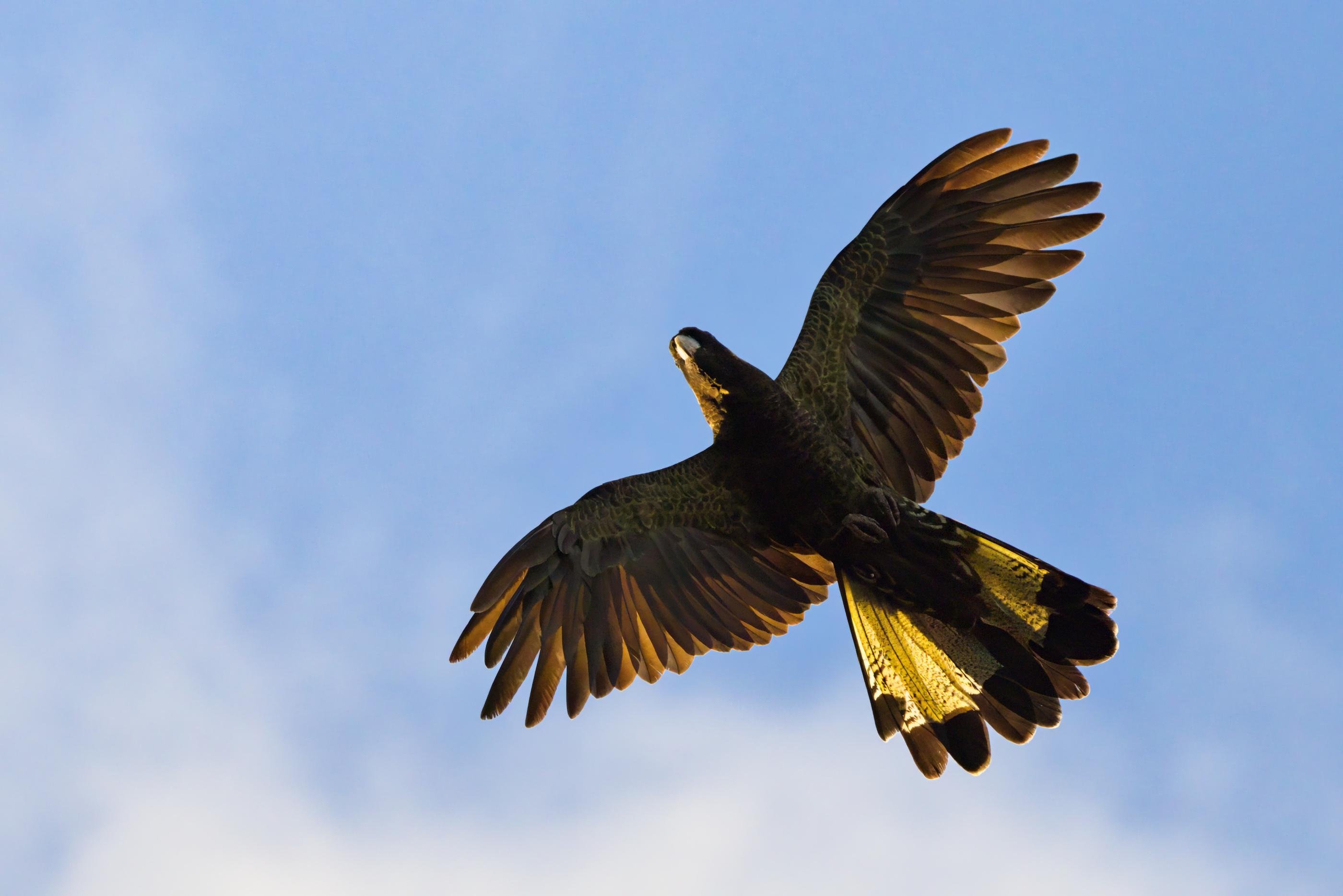 A Yellow-Tailed Black Cockatoo in flight with wings spread wide and tail fanned, viewed from below against a blue sky with light clouds.