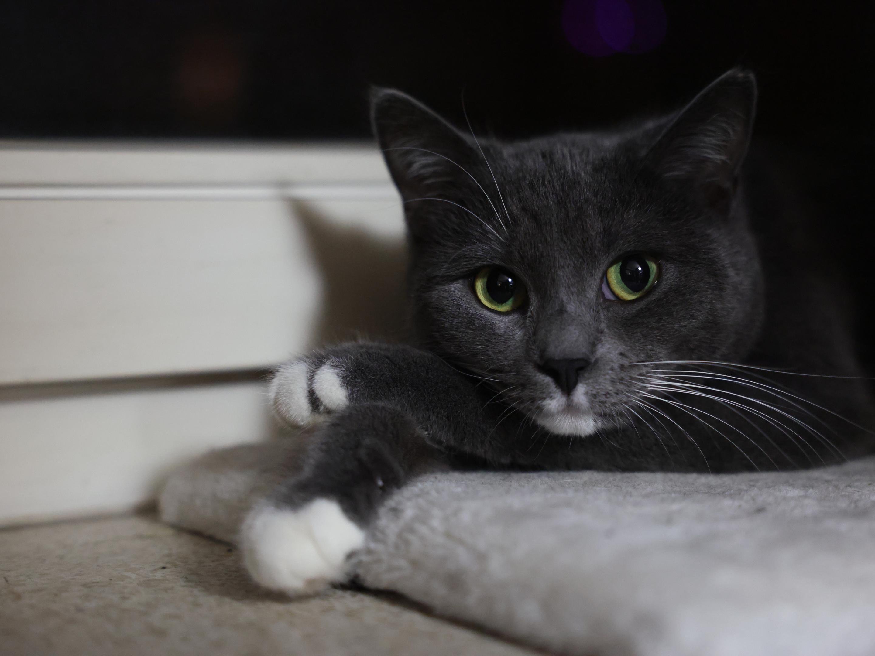 The image shows a grey and white cat lying down. The cat has prominent green eyes and appears to be relaxing on a soft surface, possibly a blanket or cushion. The background is dark, suggesting it might be nighttime or dimly lit indoors.