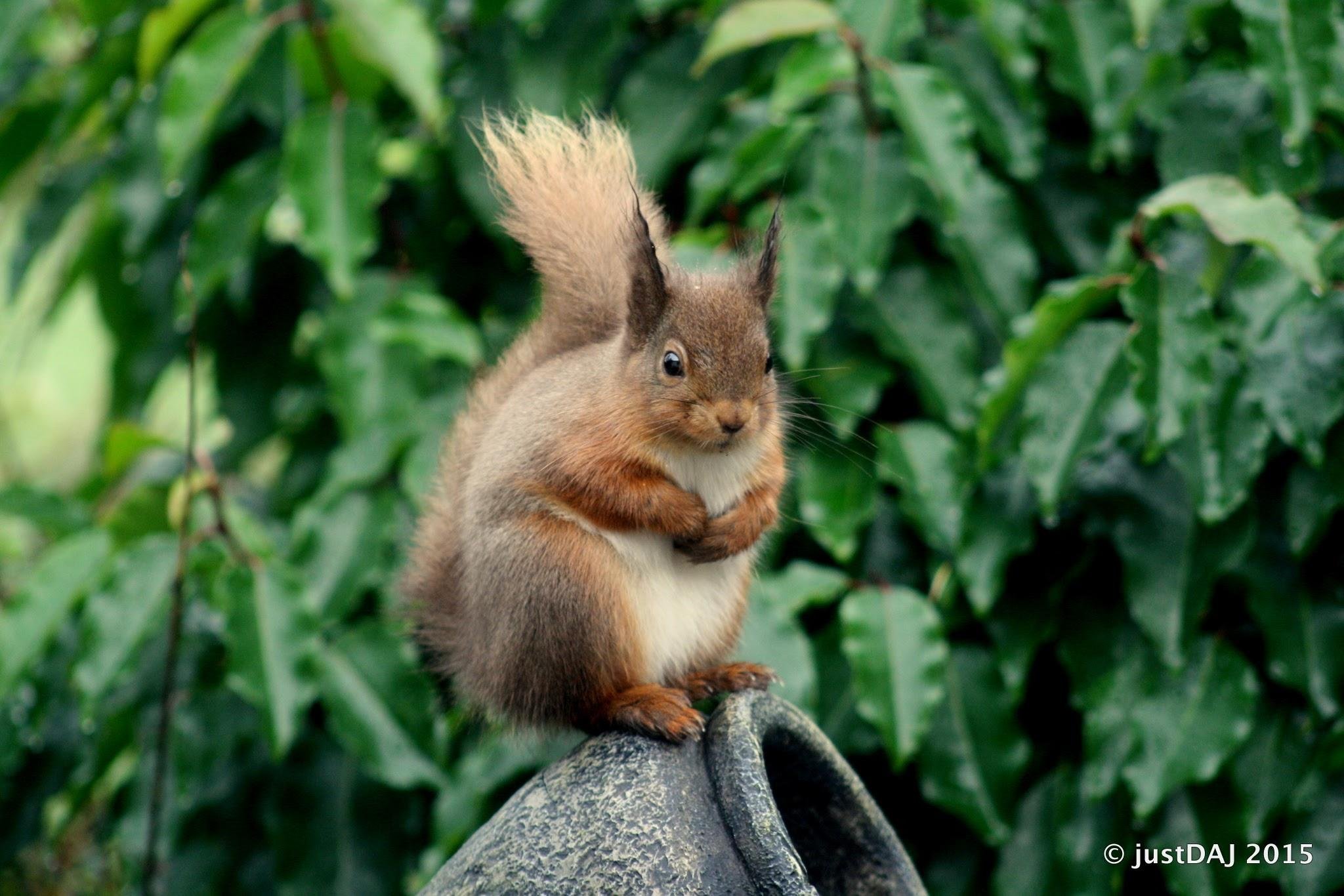 A red squirrel perched on top of a garden pot. In the background green foliage.