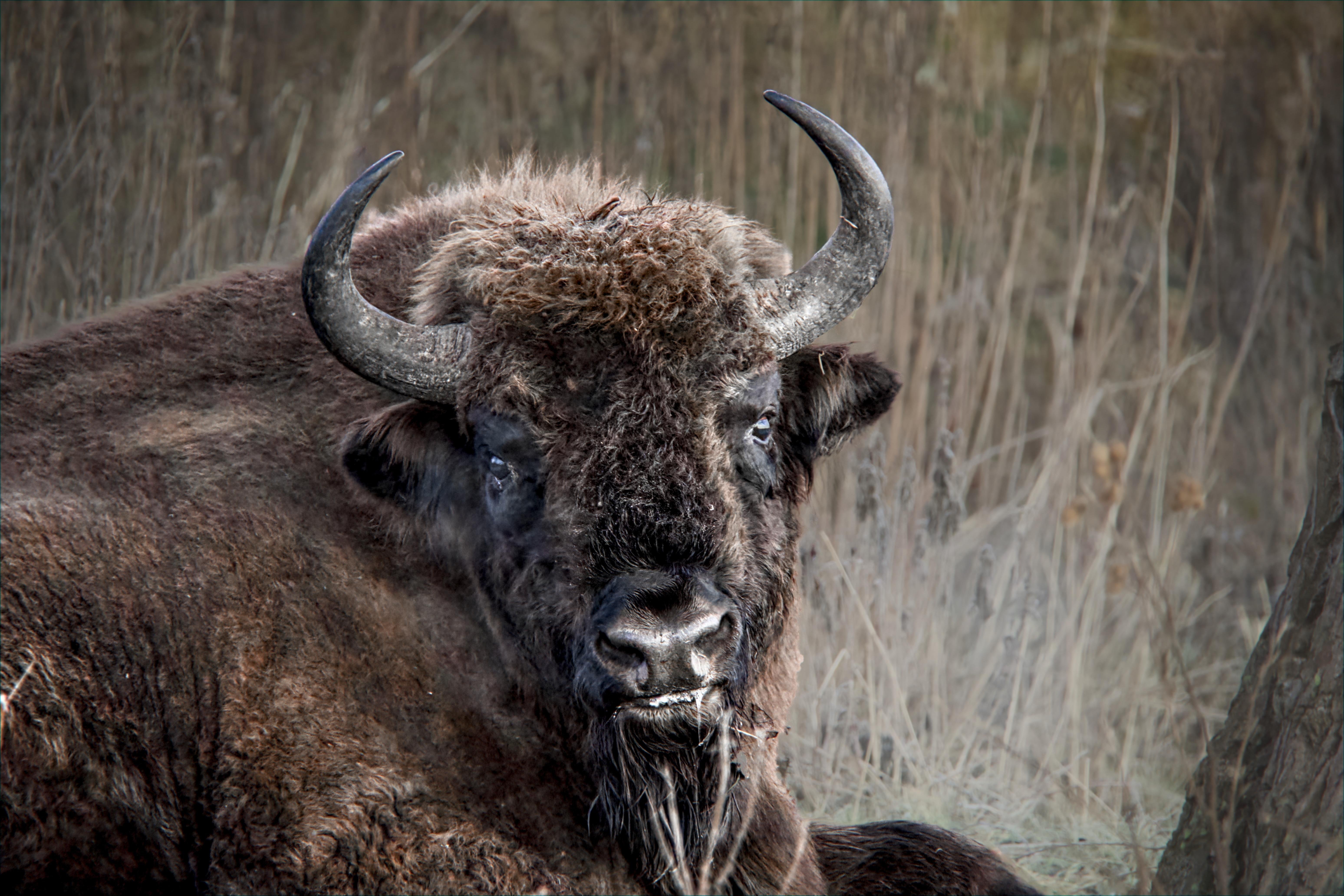 Close-up of a bison with curved horns and shaggy brown fur, lying in dry grass with a blurred background of tall reeds.