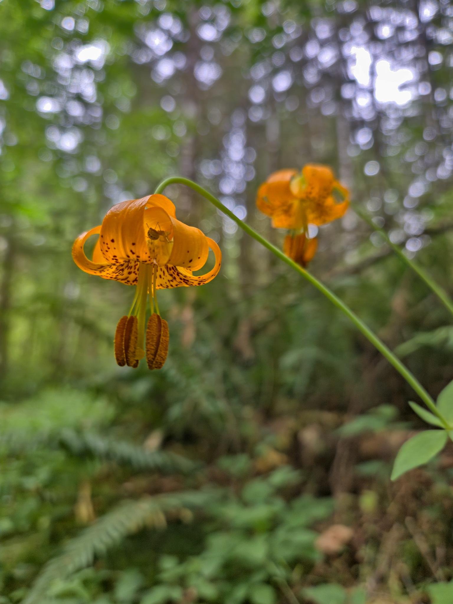 Close-up of an orange, speckled lily with curled-back petals and hanging brown stamens on a curved green stem; a small spider clings to the underside of the flower. A second lily is blurred in the background against a soft-focus forest with green foliage.
