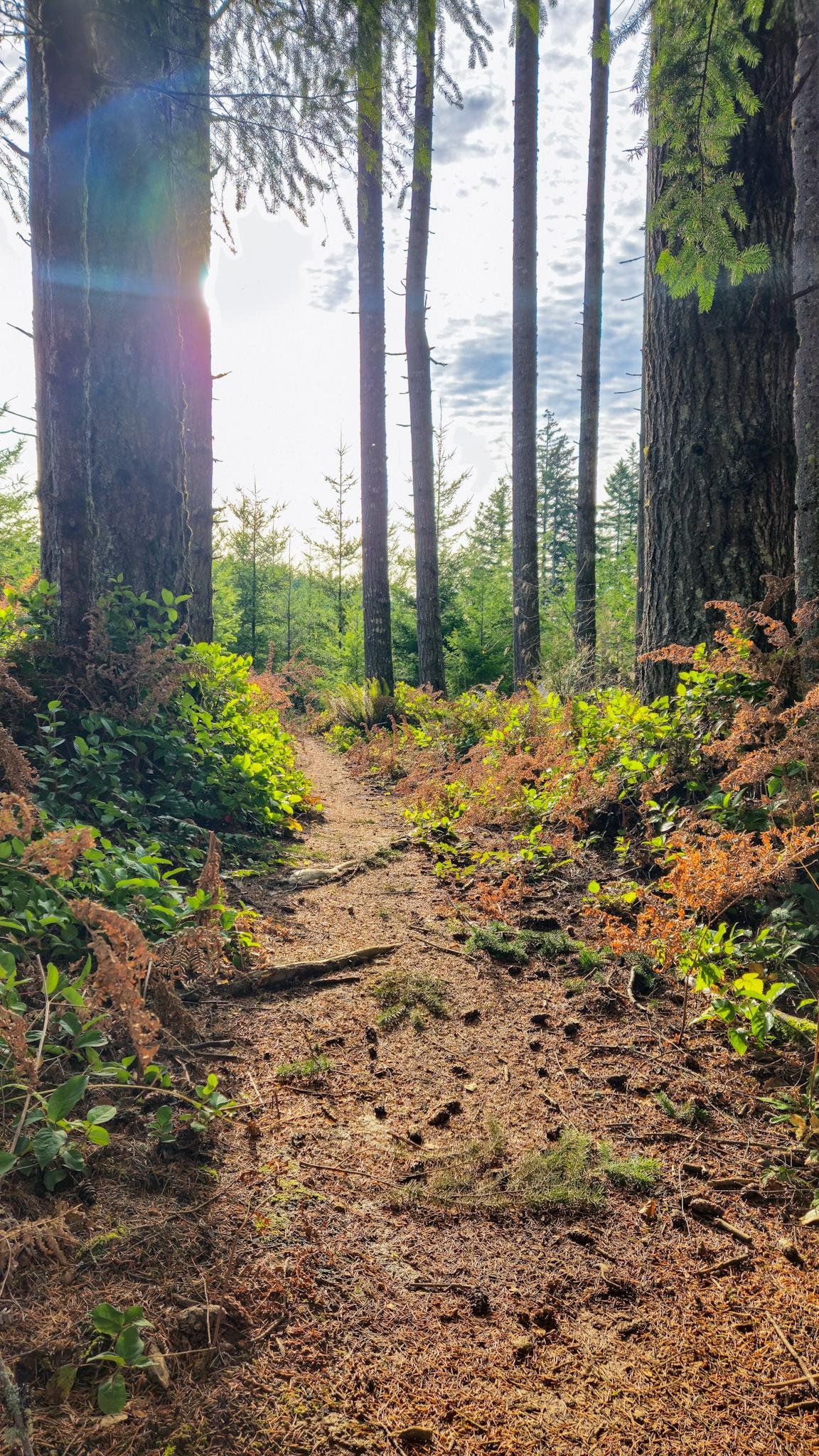 The image shows a sunlit forest path surrounded by tall trees. The scene is filled with greenery, including bushes and ferns. Sunlight is streaming through the trees, creating a serene and natural atmosphere. The path is covered with pine needles and small twigs.