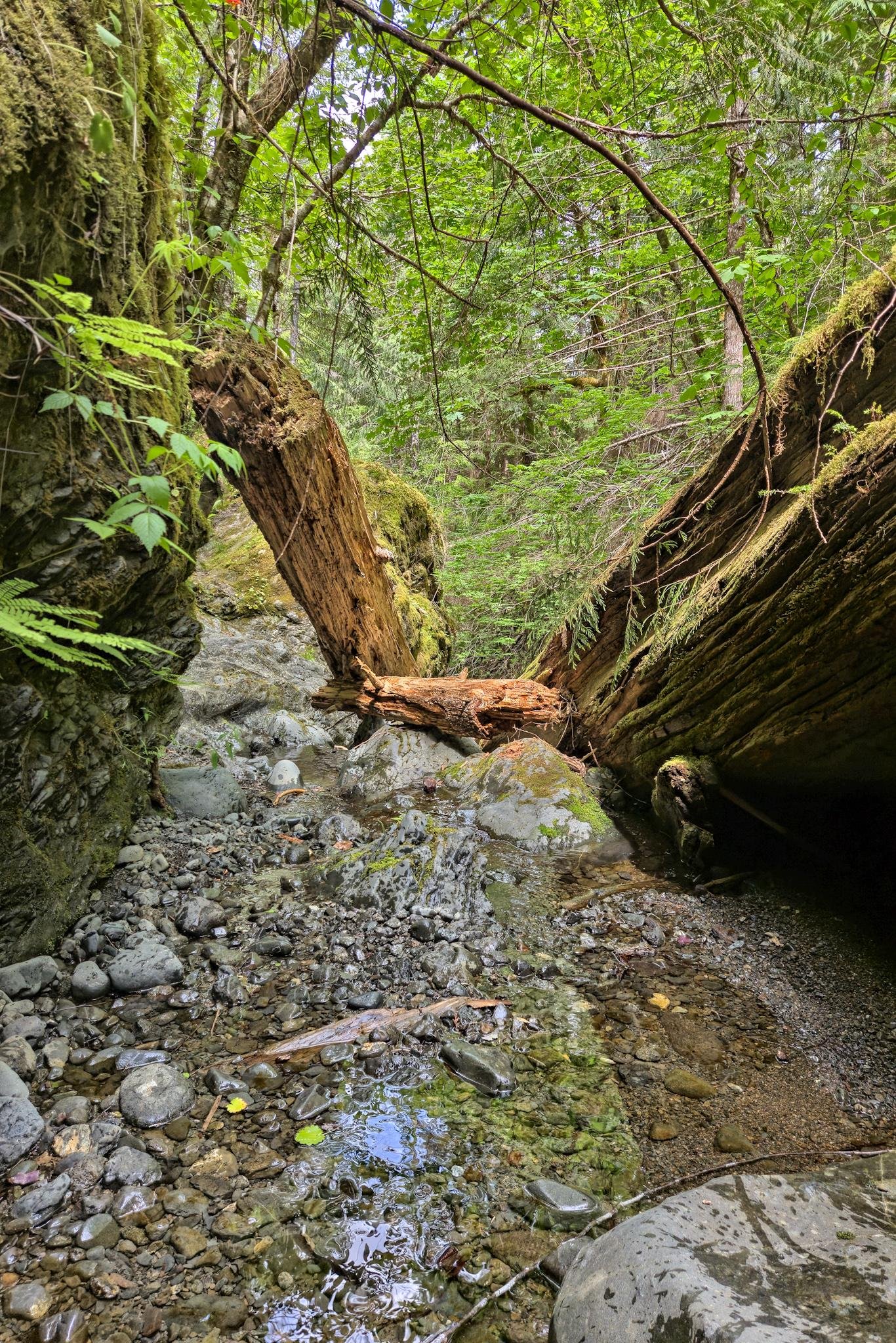 Fallen moss-covered tree trunks form a natural bridge over a rocky creek bed in a forest. The surrounding area is dense with green foliage, including ferns and leafy branches. Light filters through the trees, illuminating the shallow, clear water flowing over smooth stones.