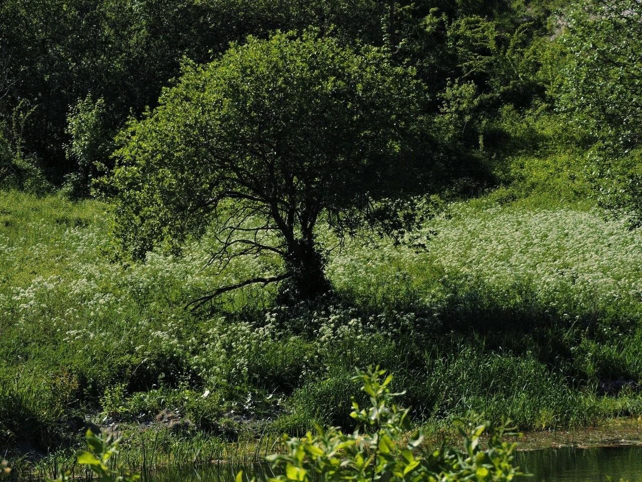 A solitary tree stands in a lush green meadow with dense foliage. The ground is covered in wild white flowers and tall grass. In the foreground, small bushes and plants surround a pond. Shadows indicate sunlight filtering through the branches, creating a serene, natural landscape.