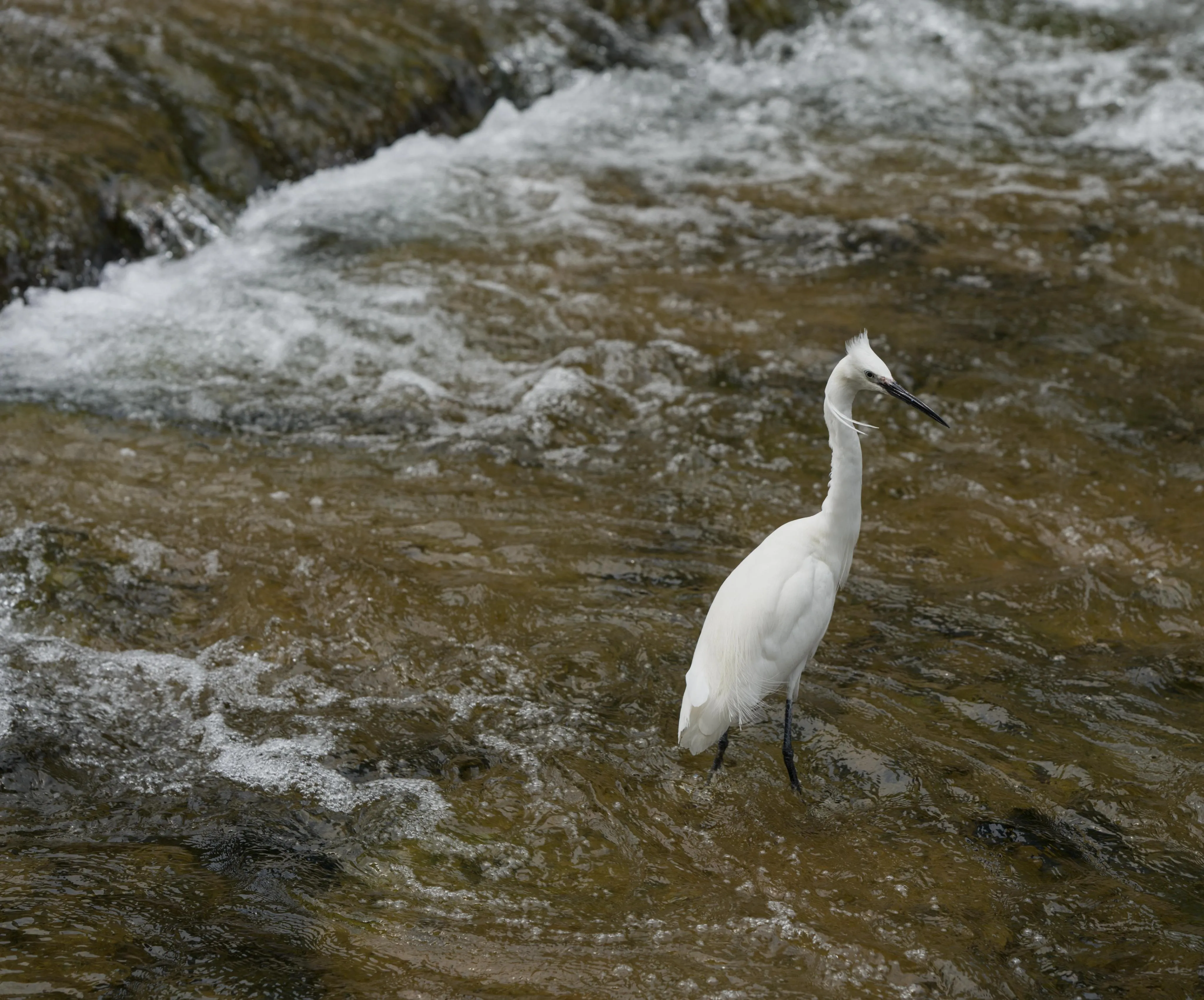 Photograph of a white egret standing in the middle of a shallow stream. The stream has visible currents and white foam forming all around. The crane has white feathers all over its body, with a black beak, black eyes and black legs. The dominant color of the image are white, black and green, which is the color of the stream water.