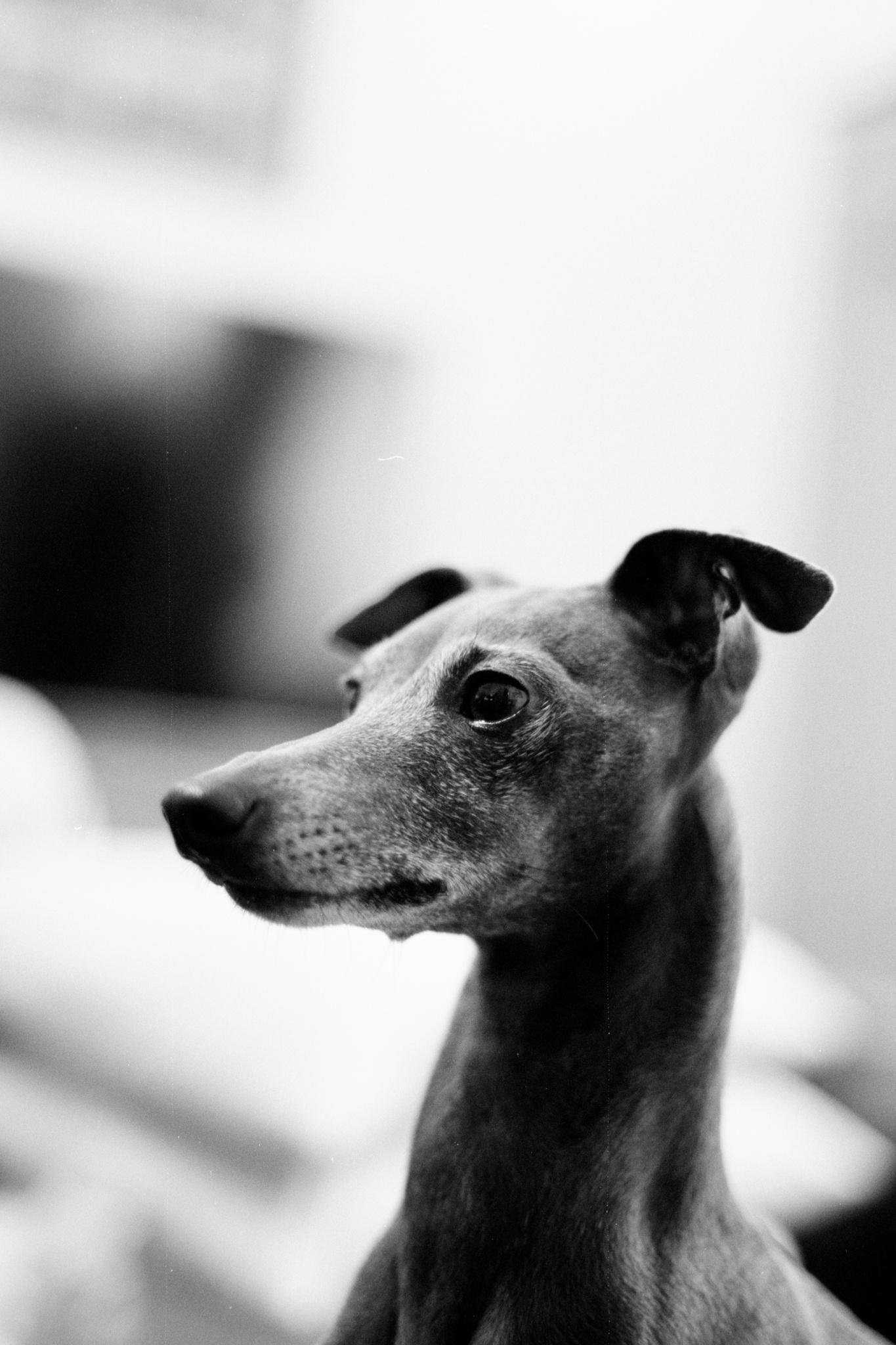 Black-and-white close-up portrait of a slender short-haired dog in side profile, head turned left with one ear raised, against a softly blurred background.