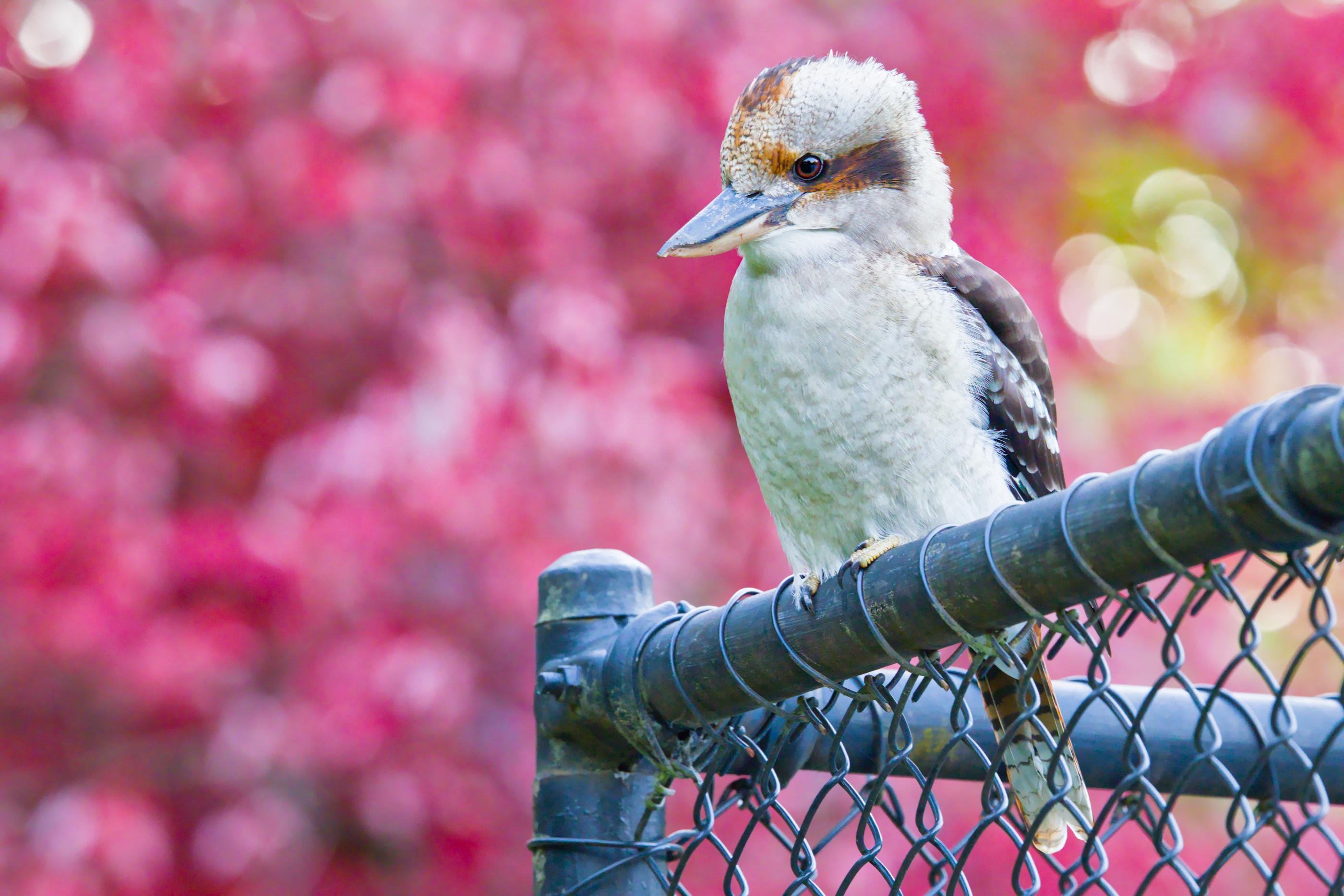 A kookaburra perched on the top rail of a chain-link fence, facing left, with a blurred pink flowering background.