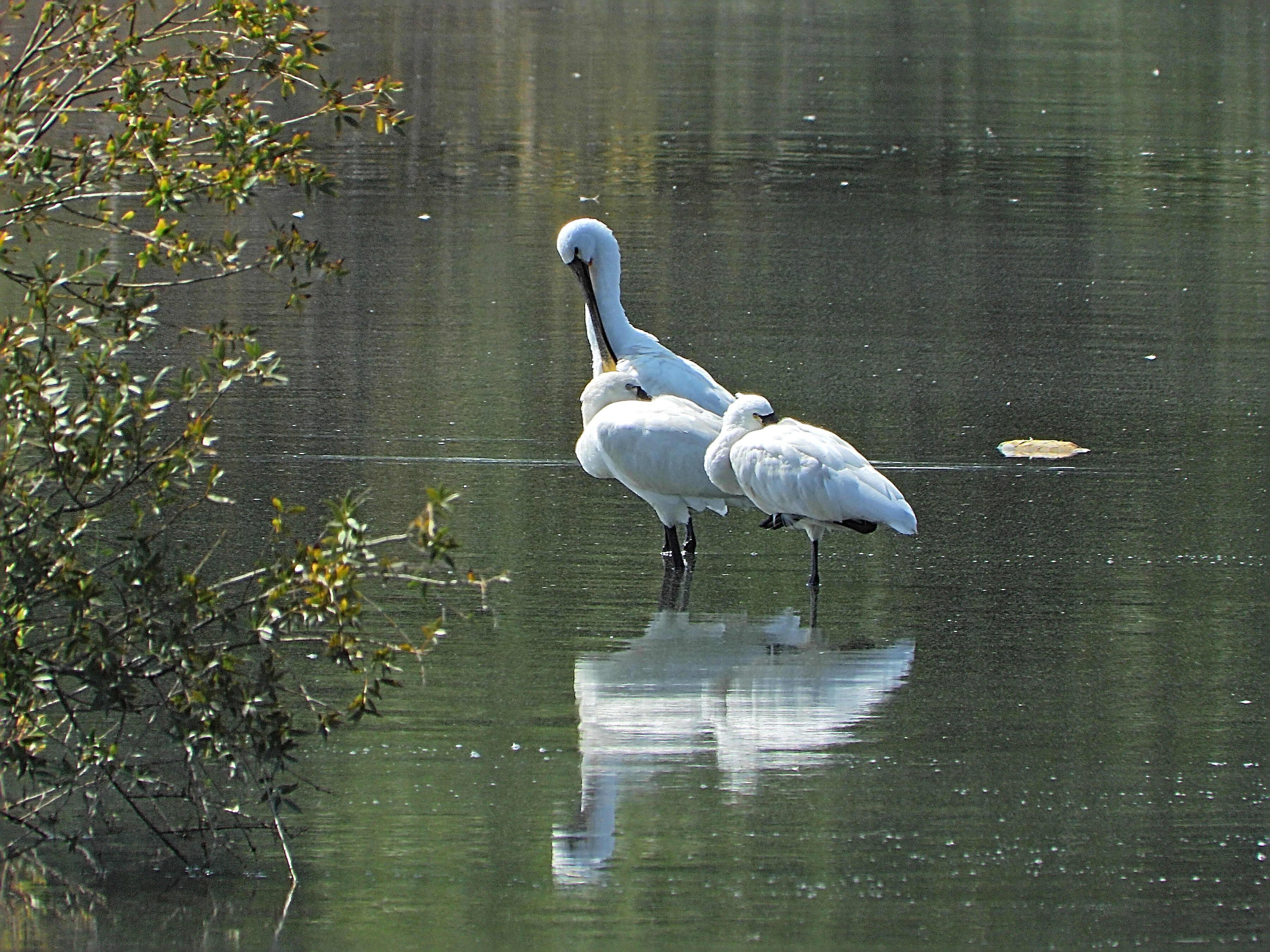 Tres Aves están en una lago poco profundo. Son altas, de color blanco y con un pico muy largo que se ensancha en la punta, según se puede ver en la que está más a la izquierda. Las otras dos descansan con la cabeza metida bajo las alas. A la izquierda hay un arbusto. El reflejo de las aves se ve en el agua tranuila.

Si estás leyendo este texto es porque tienes dificultades de visión y espero que te haya ayudado a ver la imagen. Si no ha sido así, te agradecería los comentarios.
Si lo has leído aunque ves la imagen sin problemas recuerda que debes poner un texto alternativo en tus archivos multimedia para que todo el mundo pueda disfrutarlos.