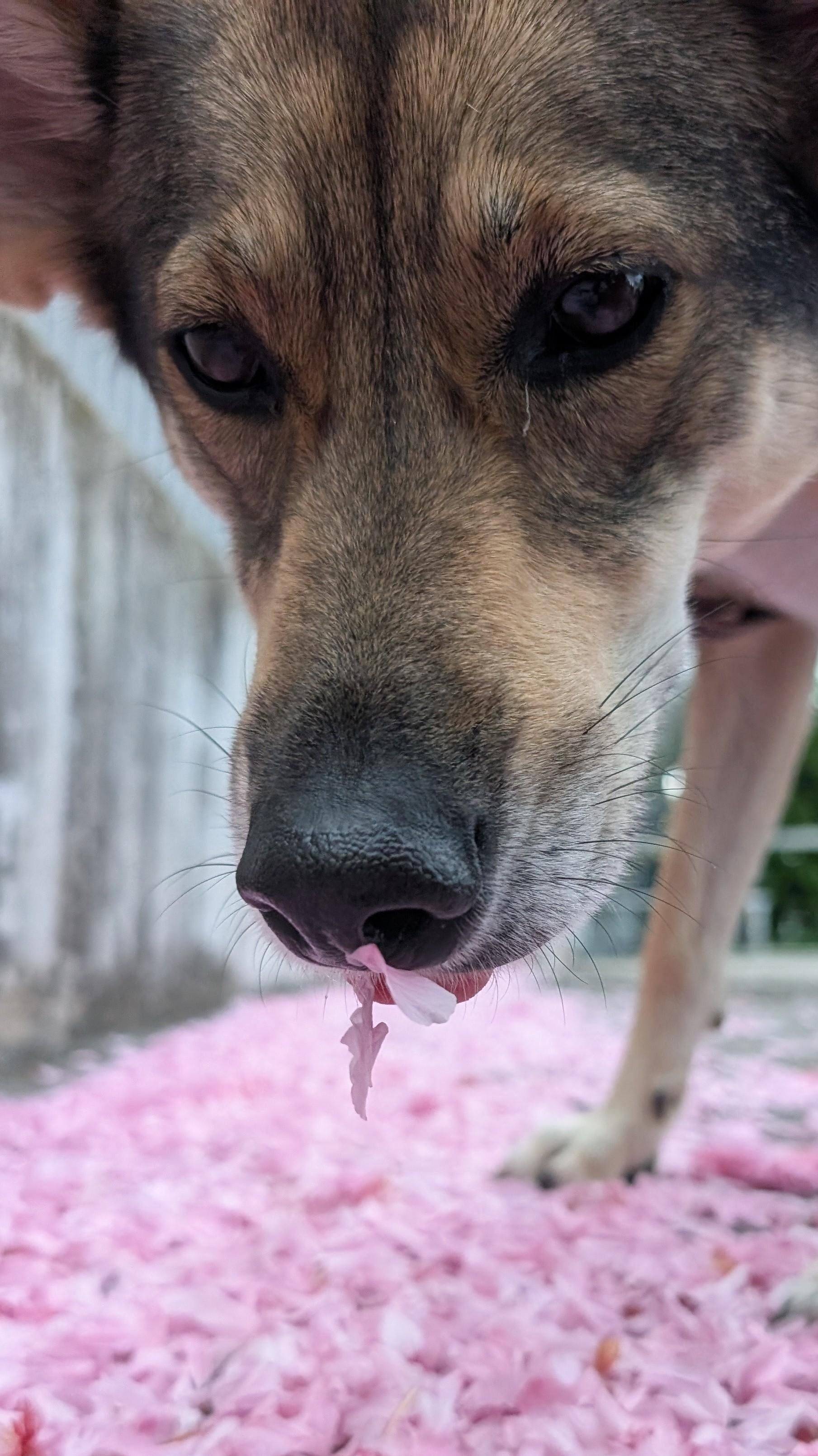 The image shows a close-up of a dog sniffing pink flower petals scattered on the ground. The petals are underneath the dog's nose, creating a soft, colorful background.