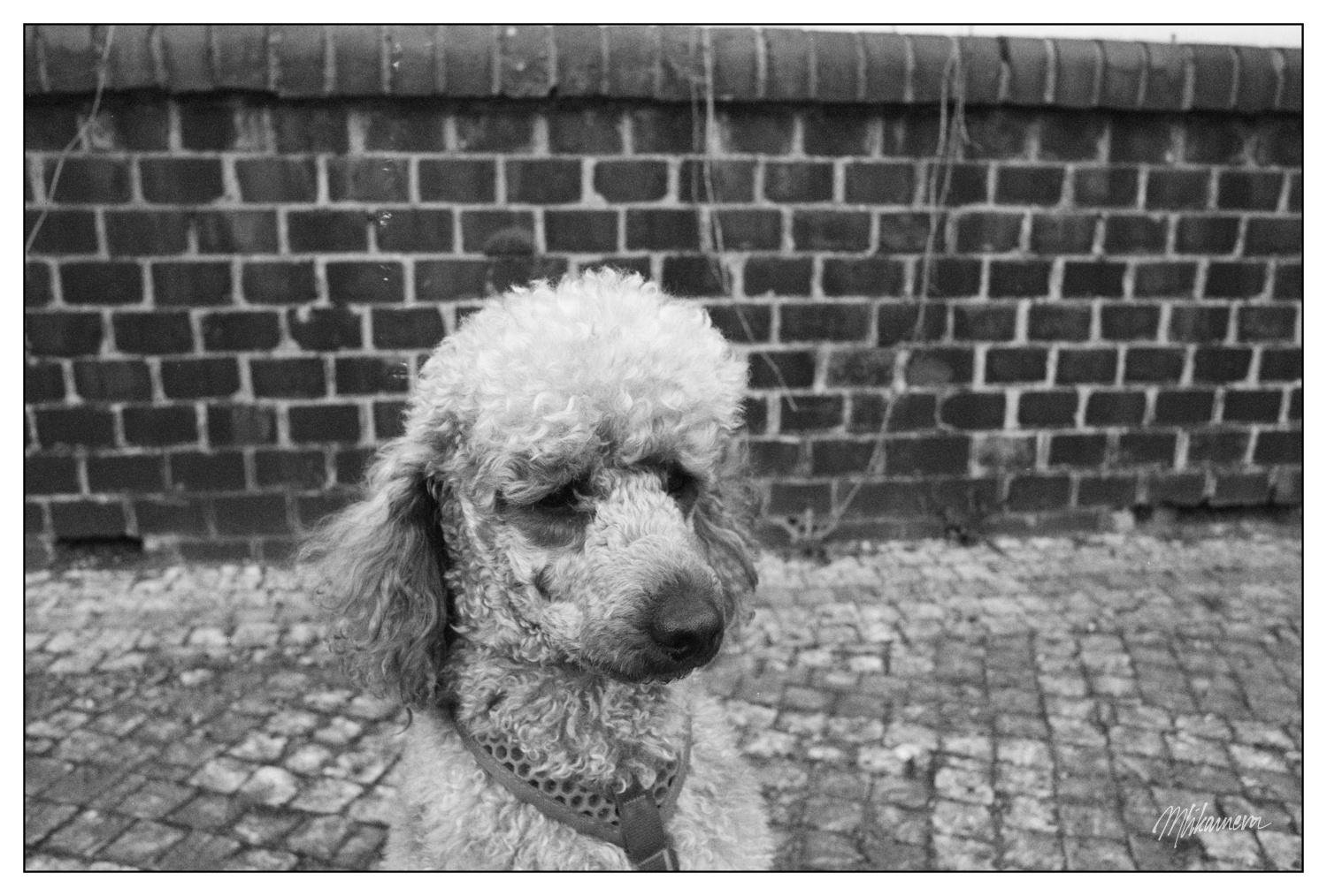 Poodle with curly fur sitting against a brick wall background, wearing a collar. The ground is made of cobblestones, and the image is in black and white.