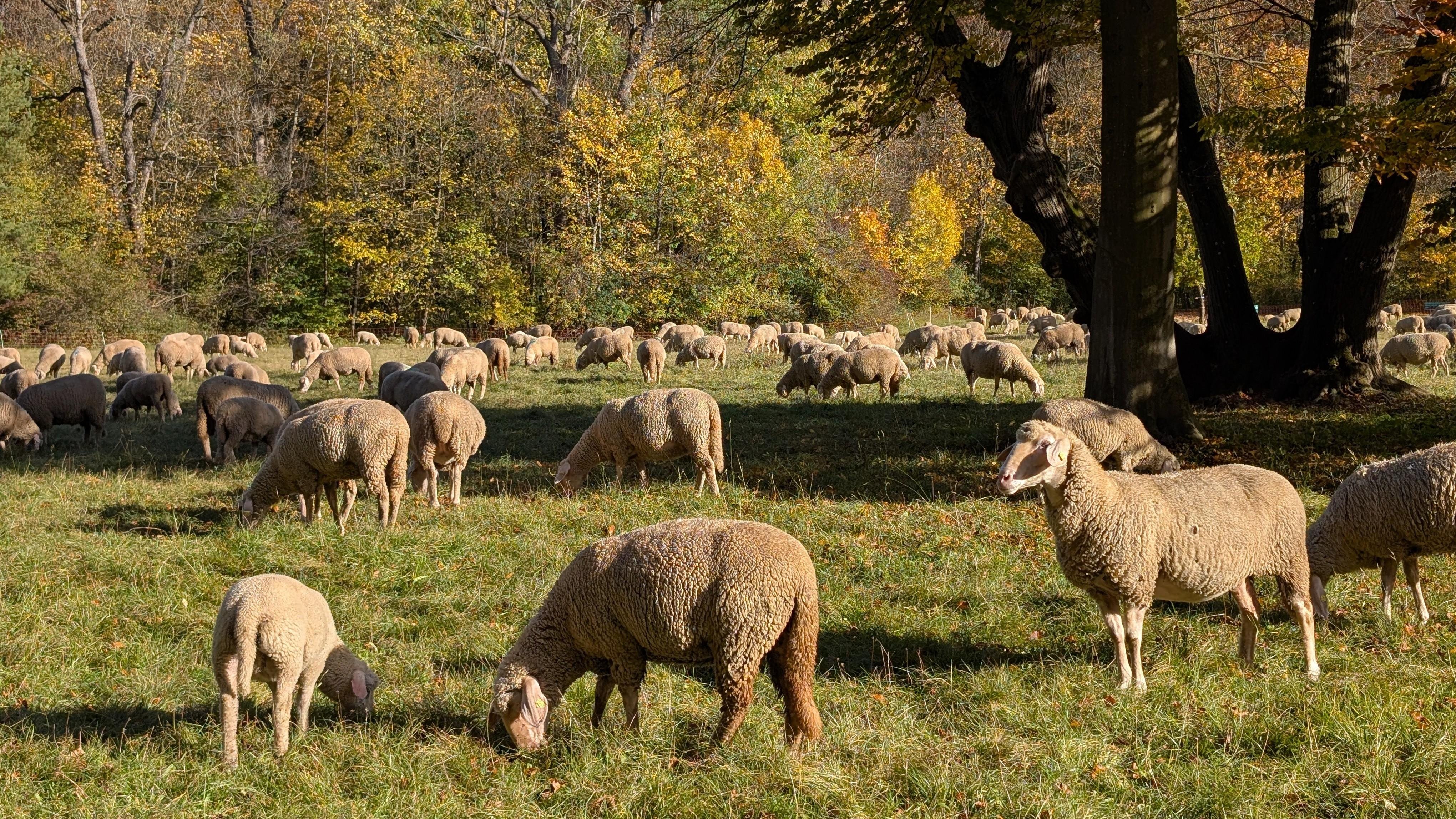 A large flock of sheep graze in a grassy meadow surrounded by trees with autumn foliage. The trees display a mix of green, yellow, and orange leaves. Sunlight casts shadows on the grass, highlighting the sheep in the foreground. A large tree trunk is visible on the right side of the image.