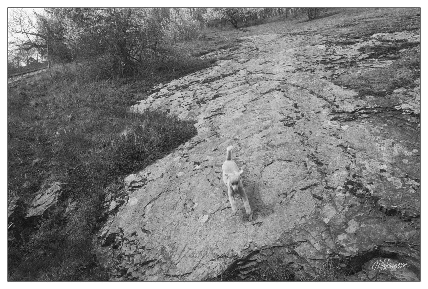 A dog running downill on a rocky path surrounded by grassy areas. Trees with sparse foliage border the path, and the terrain is uneven with visible cracks and textures on the ground. The background includes additional trees and a slightly sloped landscape.
