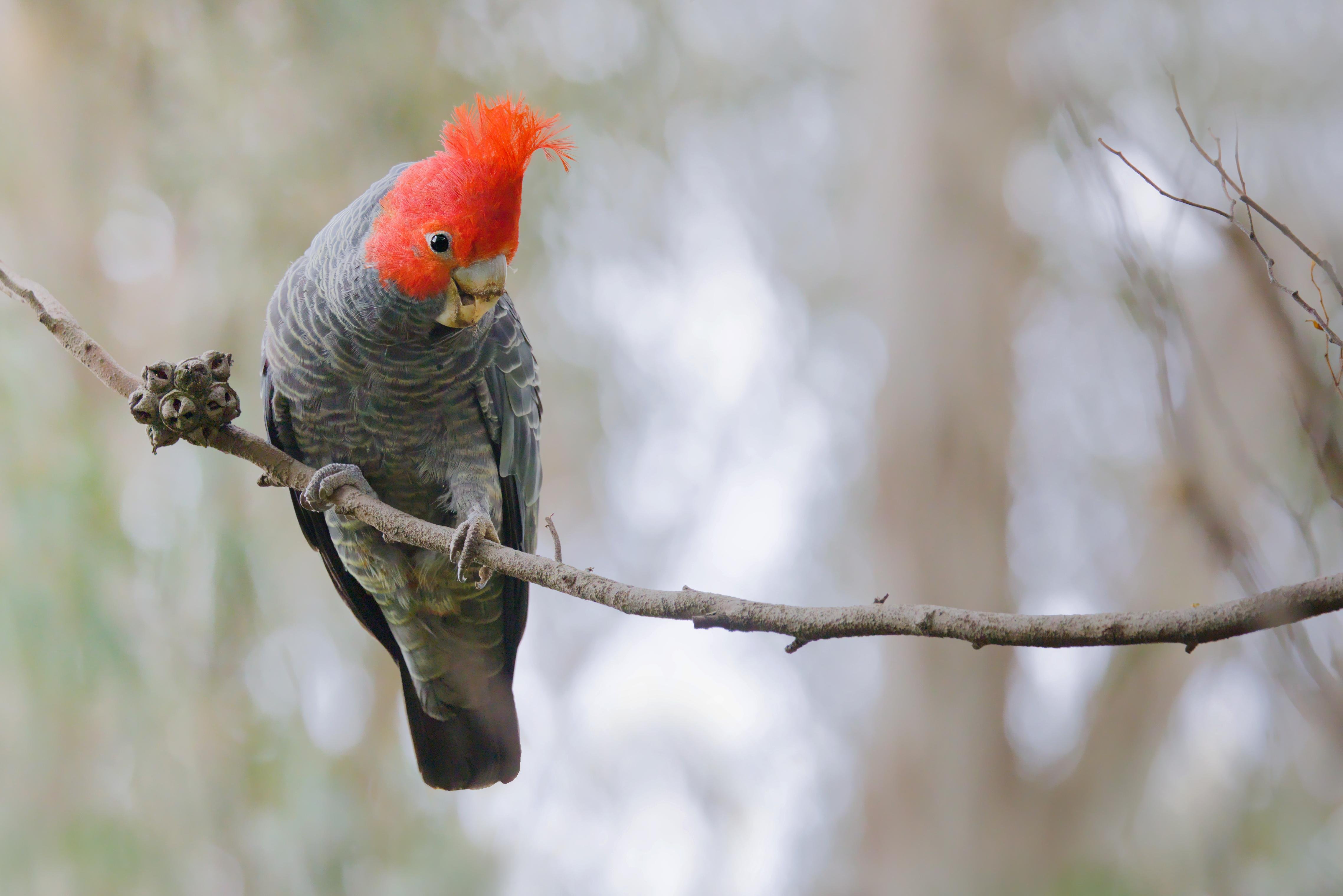 A male gang gang perched on a thin branch, facing downward, with a blurred forest background.