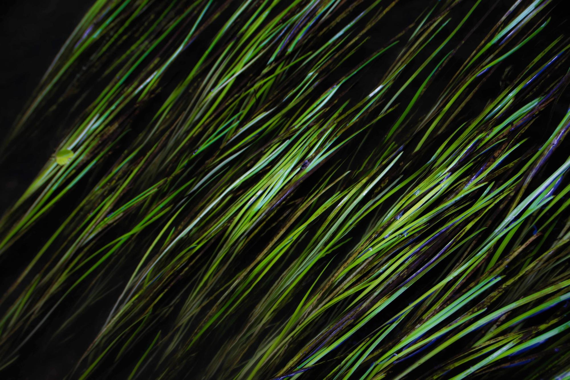 Diagonal close-up of long, thin green grass blades against a dark background, with a few small water droplets visible.