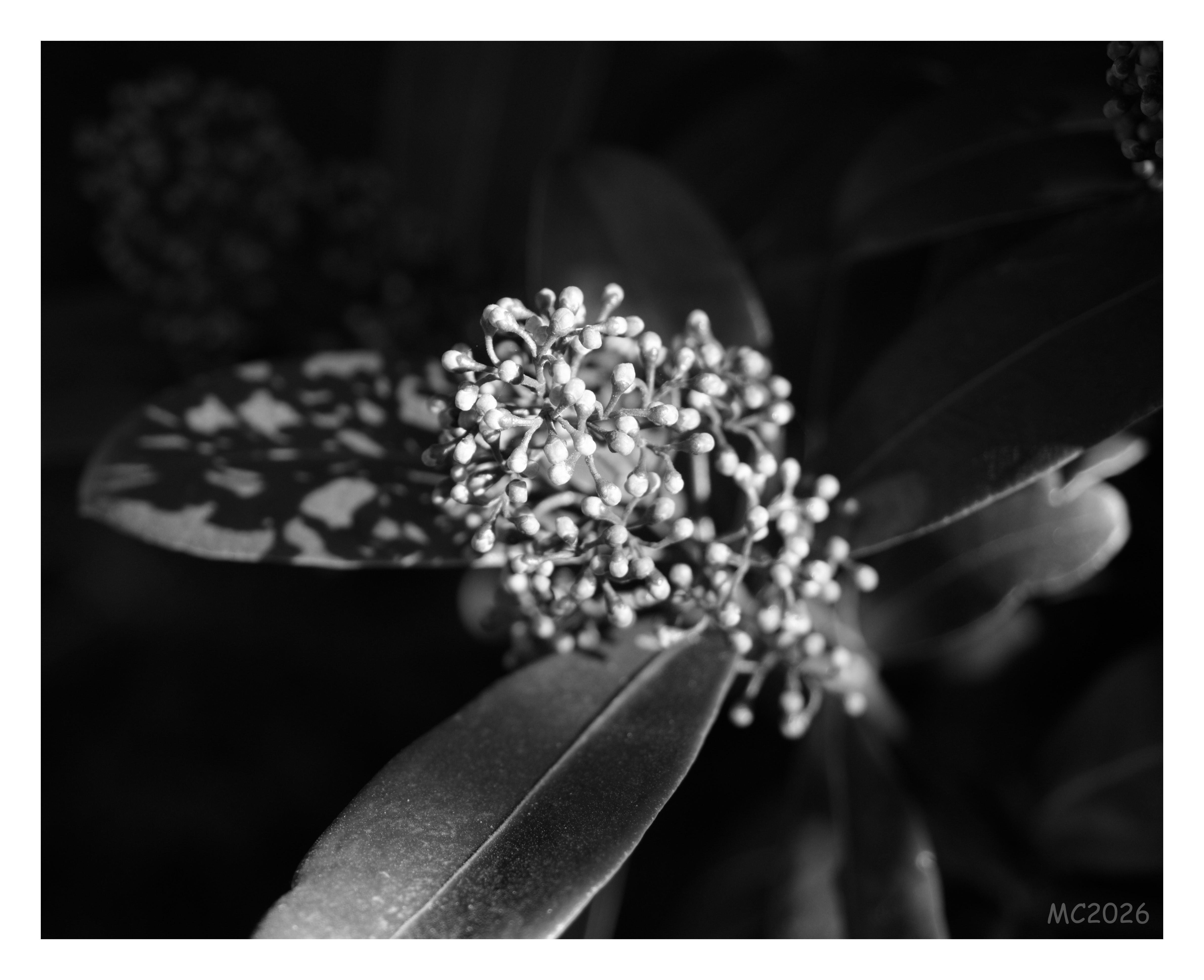Black-and-white close-up of a cluster of small flower buds centered among broad, oval leaves, with a dark blurred background and a speckled leaf visible on the left.