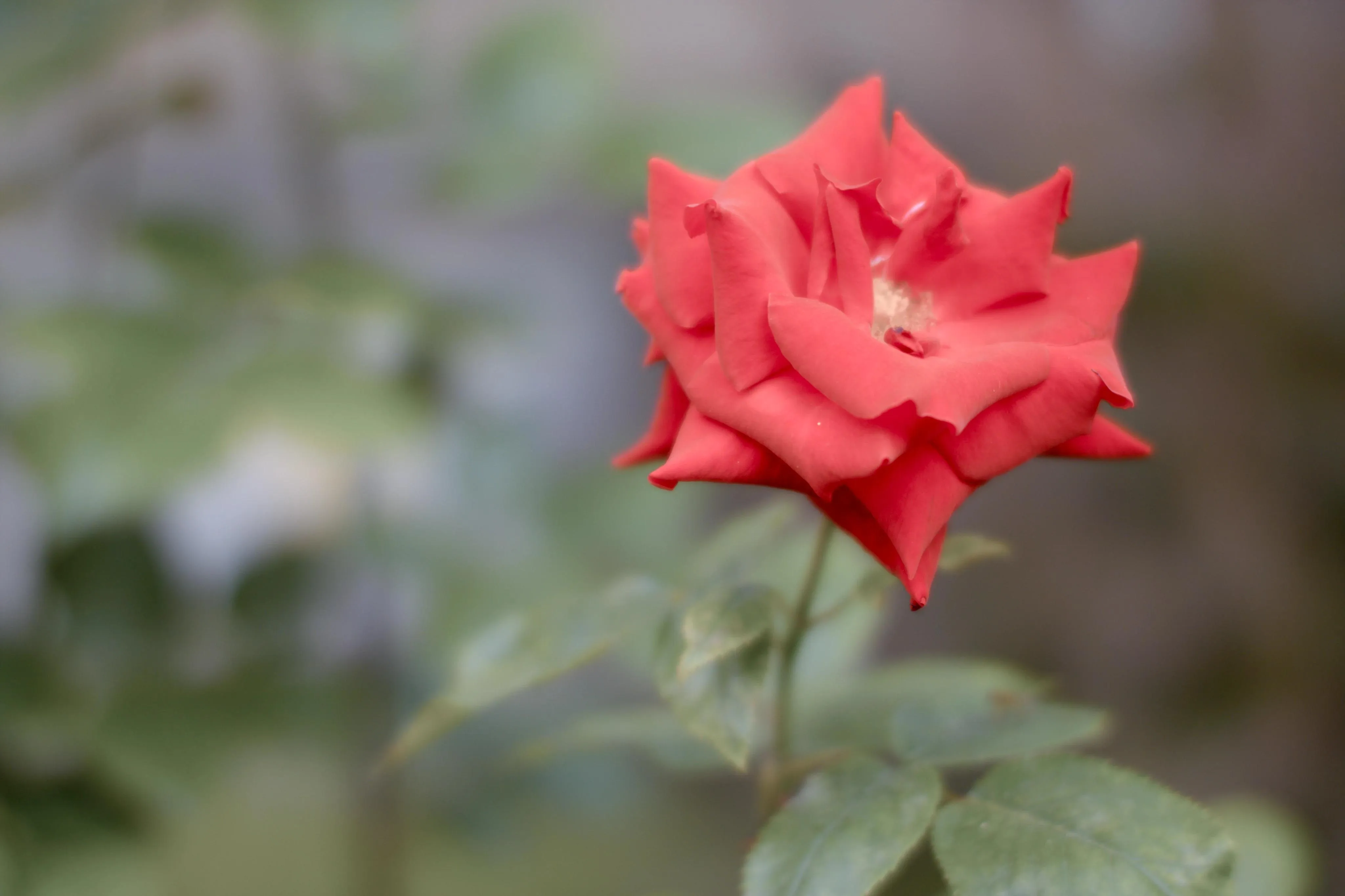 A close-up photo of blooming red flower