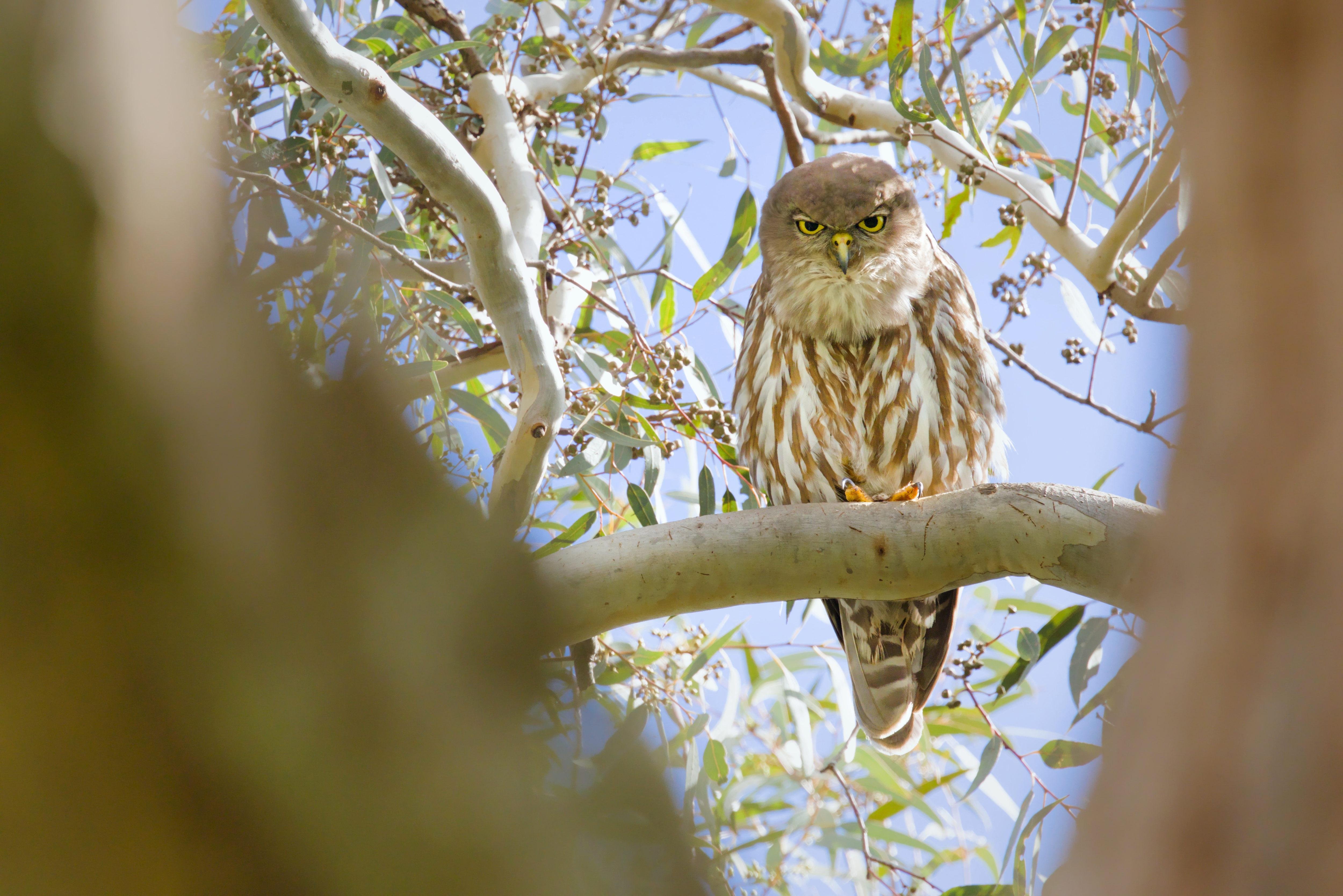 A Barking owl perched on a tree branch, framed by blurred branches in the foreground and surrounded by green leaves against a blue sky.