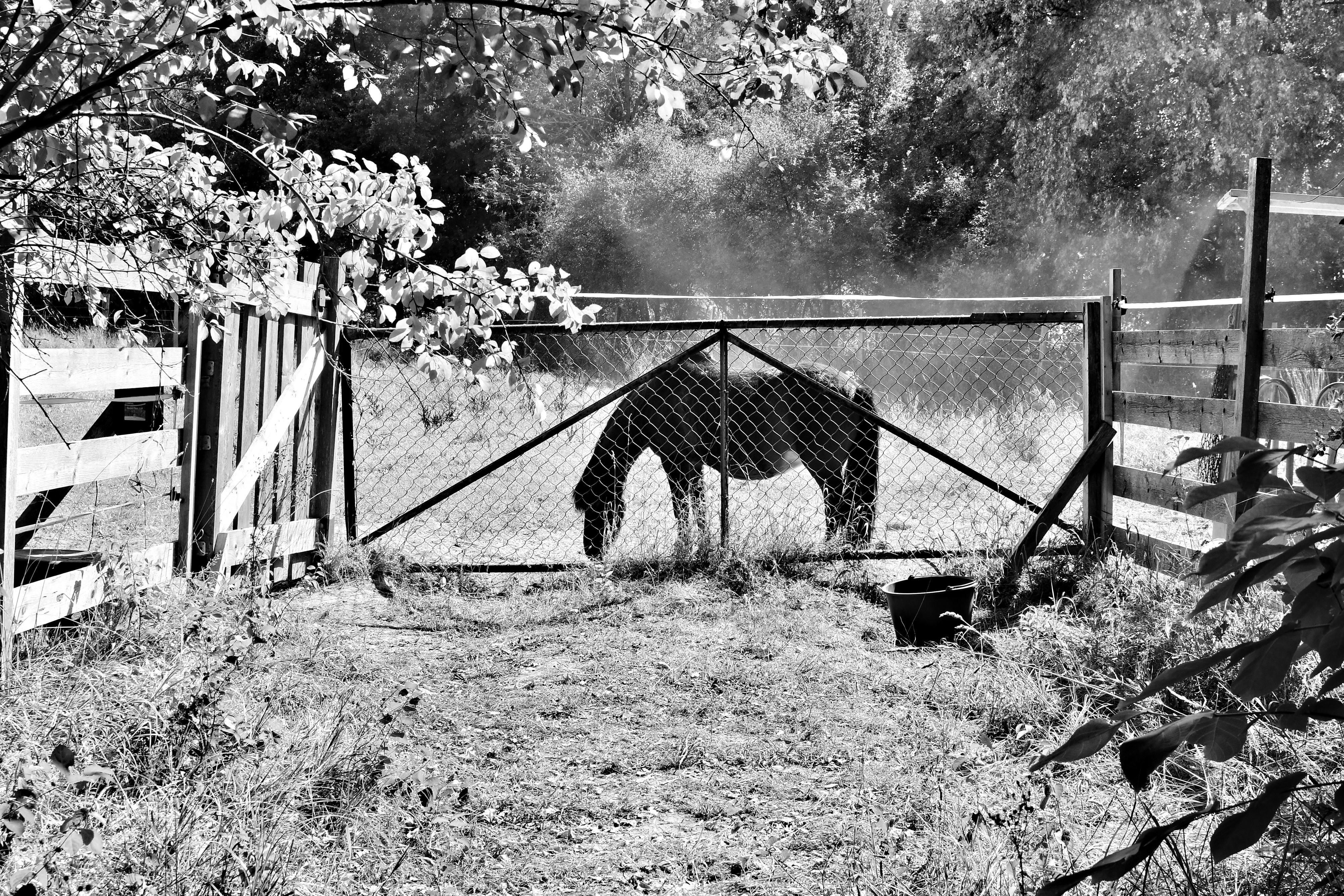 Black and white image of a horse grazing behind a chain-link and wooden fence. Sunlight filters through trees, casting shadows on the ground. A bucket is positioned near the fence. Bushes and a tree branch with leaves appear in the foreground and background.
###
Schwarz-Weiß-Bild eines Pferdes, das hinter einem Maschendraht- und Holzzaun grast. Sonnenlicht fällt durch die Bäume und wirft Schatten auf den Boden. In der Nähe des Zauns steht ein Eimer. Im Vorder- und Hintergrund sind Büsche und ein belaubter Ast zu sehen.