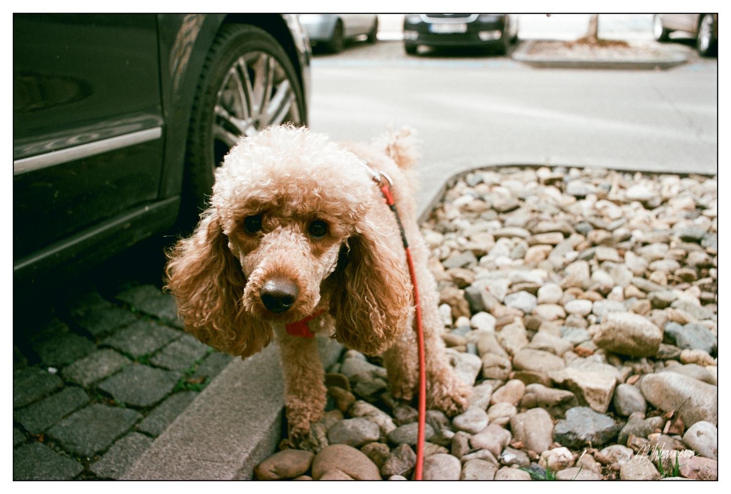 Curly-haired poodle with a red leash standing on round stones next to a parked car on a cobblestone street. Several cars are visible in the background.