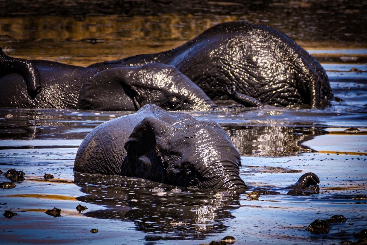 The image shows elephants covered in mud, relaxing in a body of water. Their skin appears wet and shiny.