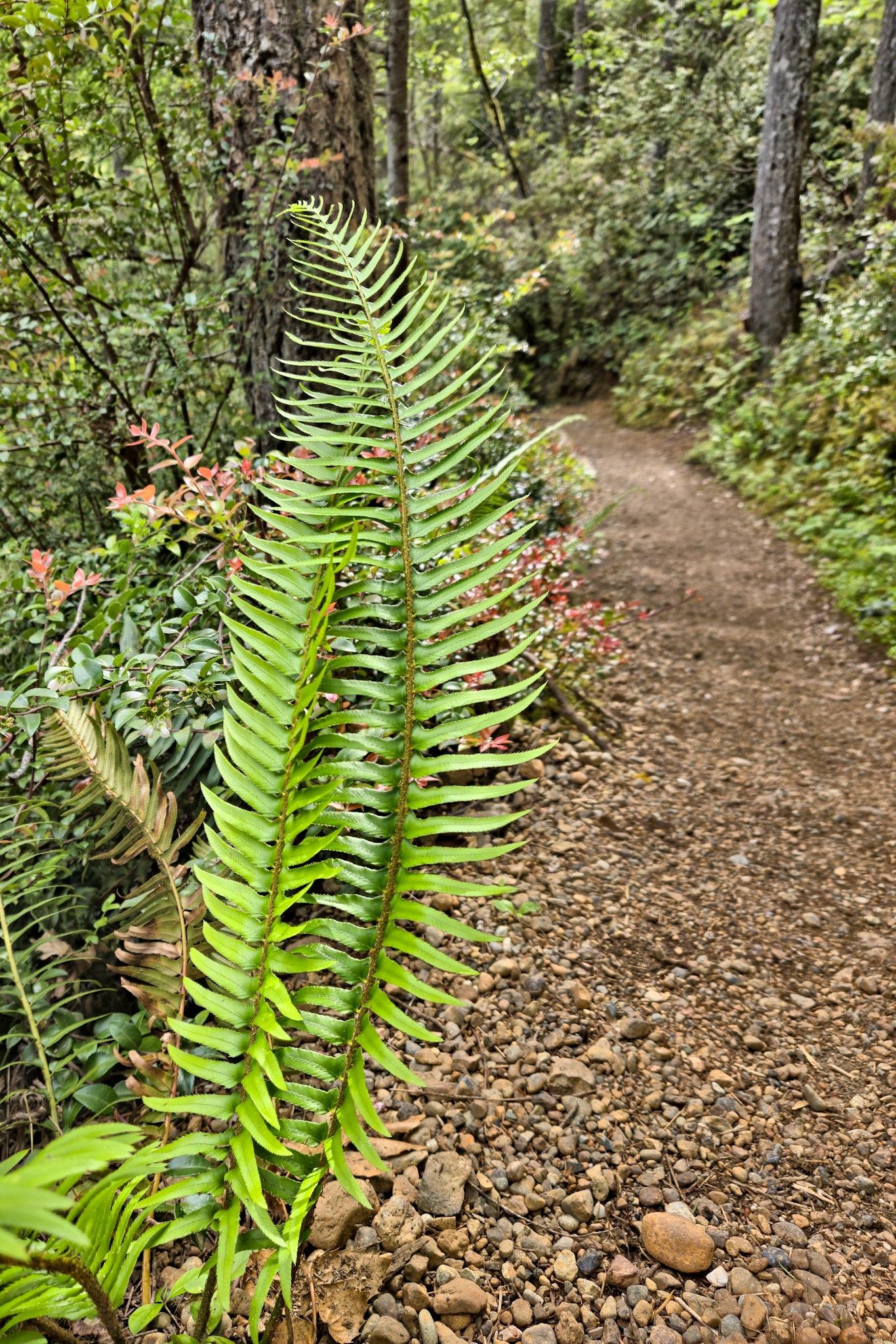 Vibrant green fern leaves with visible water droplets in the foreground, set along a gravel path leading into a dense forest of tall trees and various shrubs.