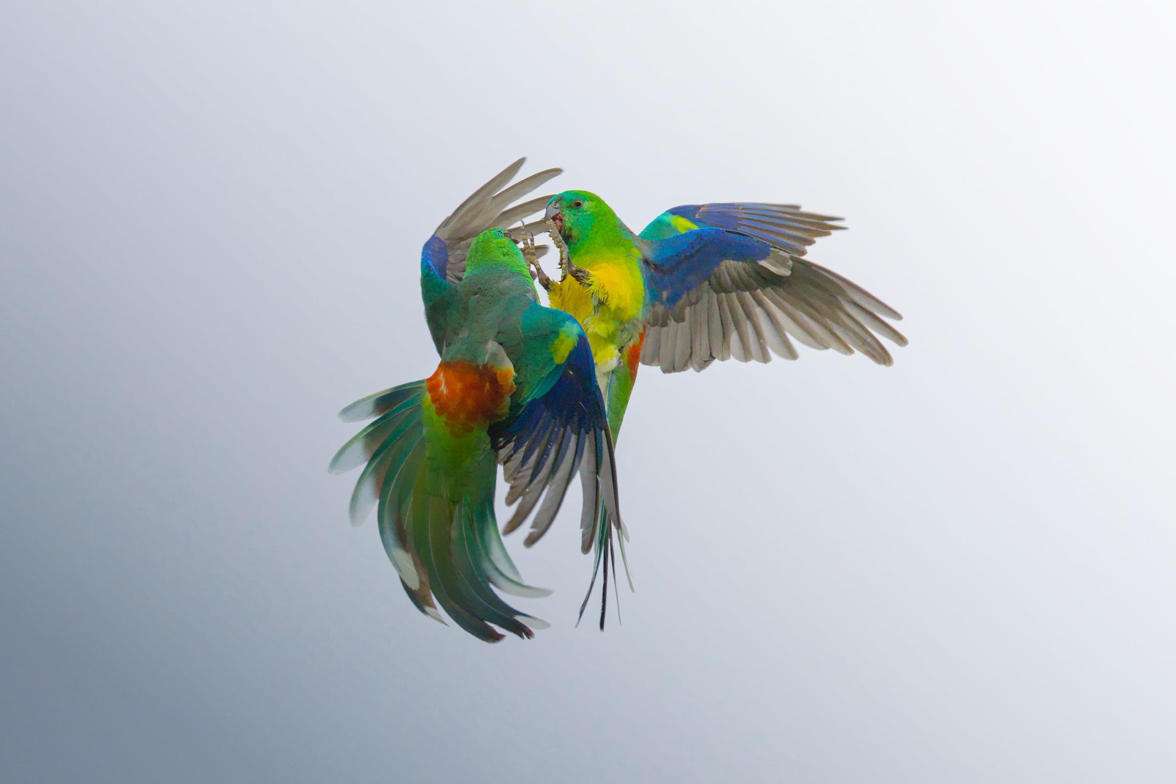 Two male red-rumped parrots in midair with wings spread, facing each other and touching beaks against a pale gray sky background.