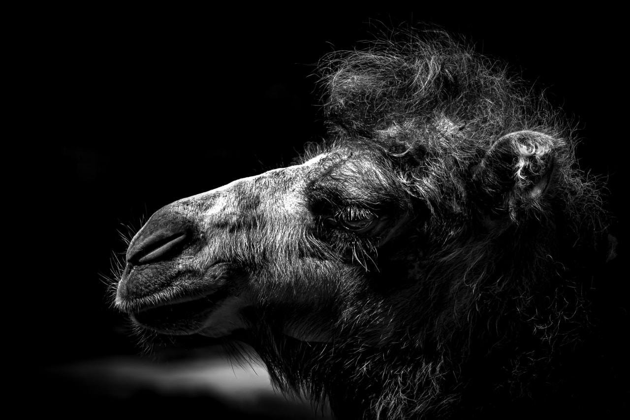 Black-and-white close-up side profile of a camel’s head facing left, with textured fur and detailed eye and muzzle against a dark background.