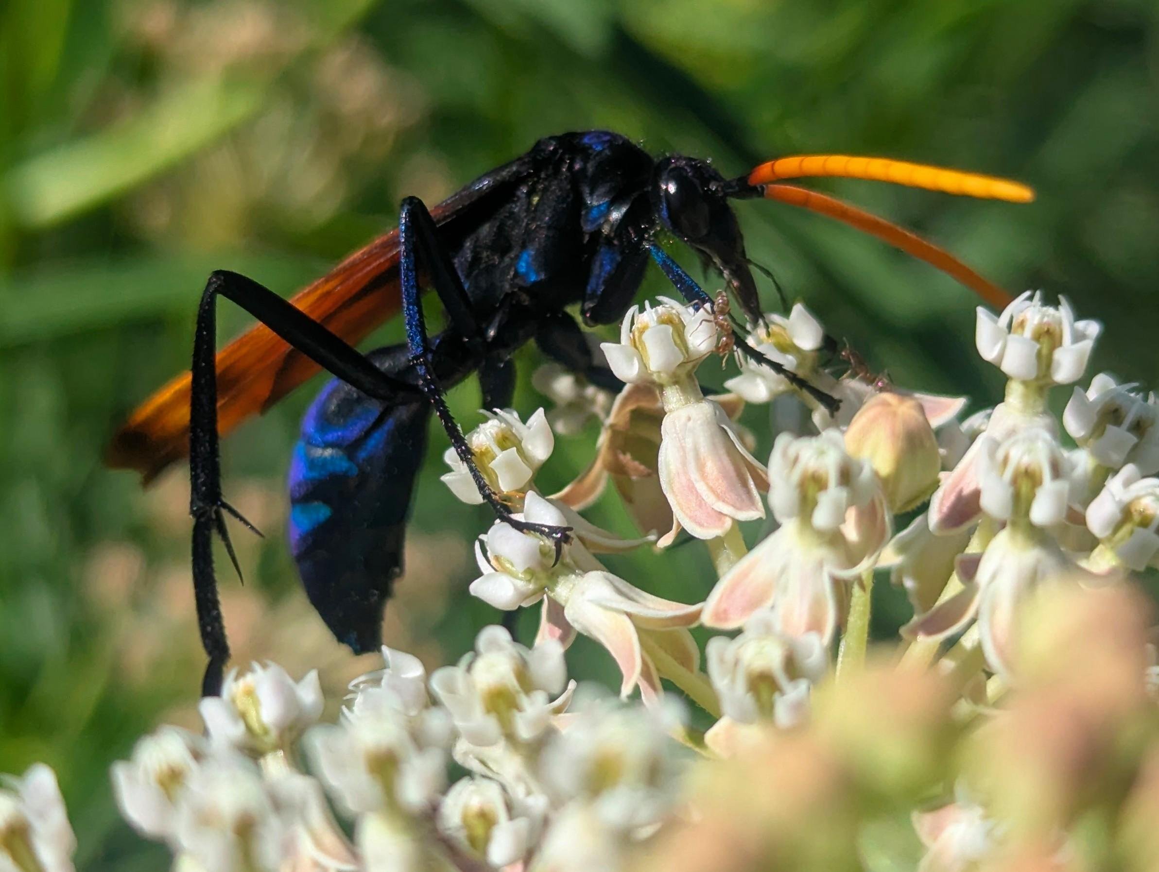 Close-up of a black-and-blue wasp with orange antennae and orange wings feeding on clusters of small white flowers against a blurred green background.
