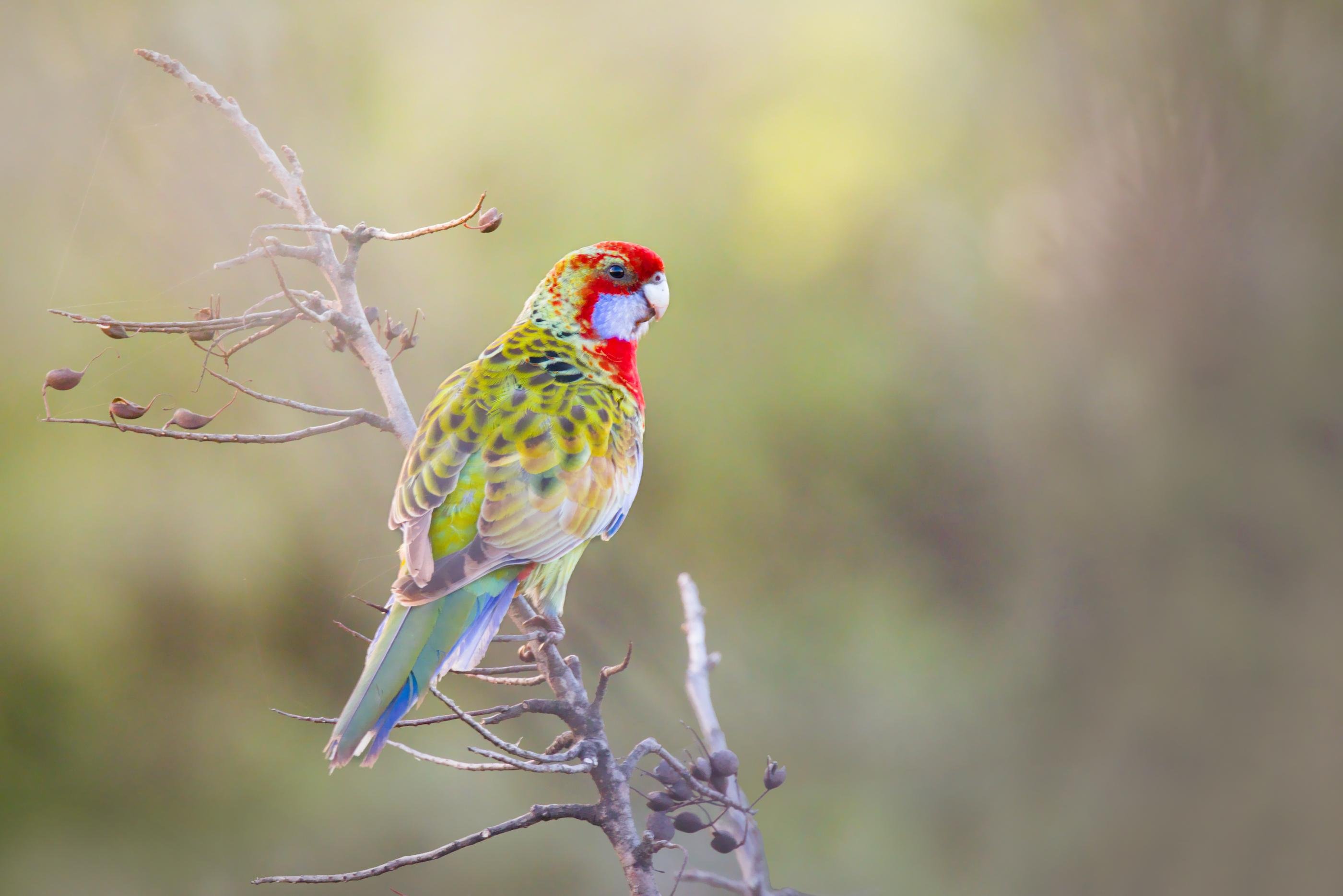 Red-and-green Rosella perched on a bare, twiggy branch, facing right, with a softly blurred green background.