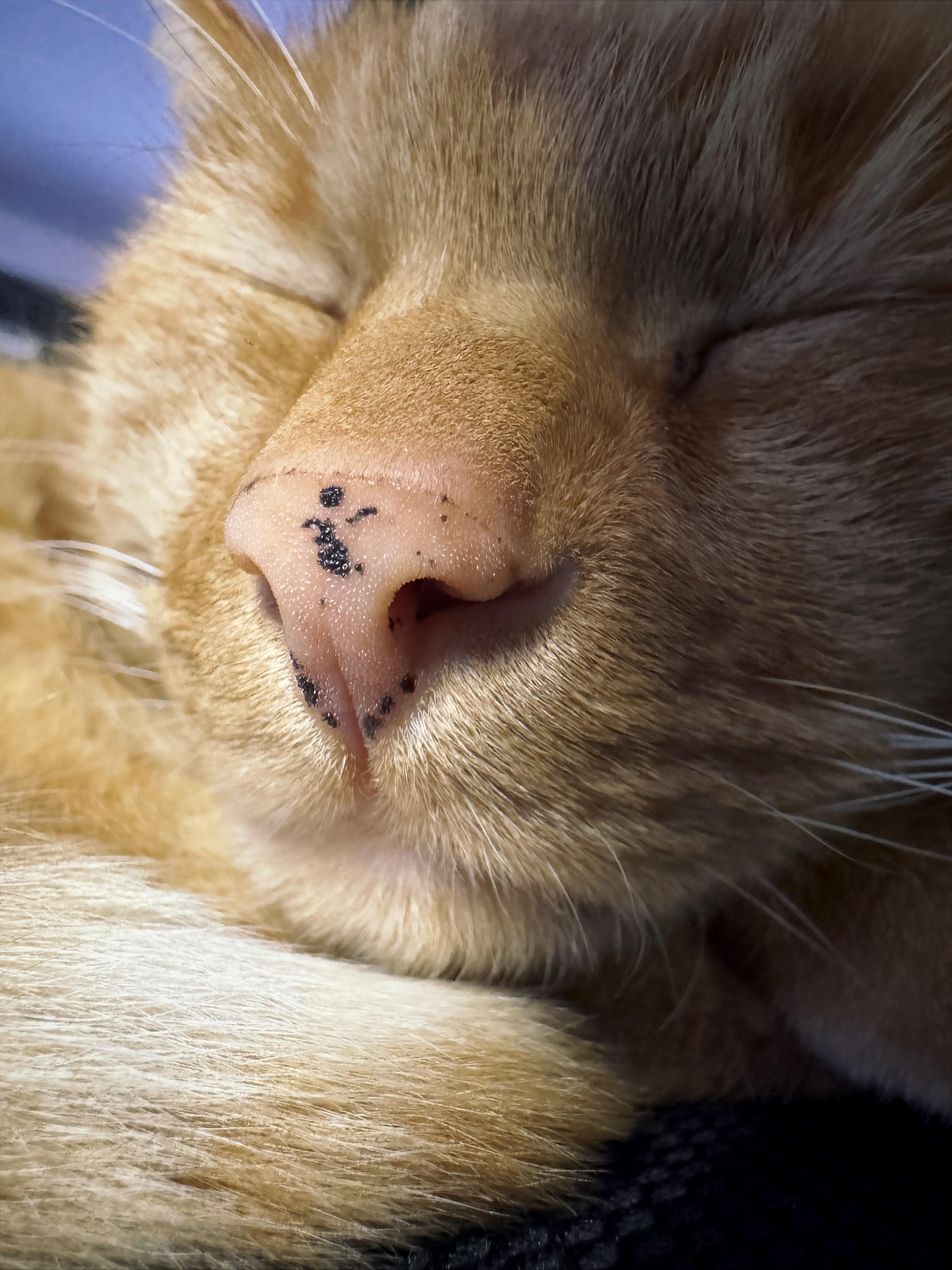 This image shows a close-up of a sleeping orange cat's face. You can see the cat's nose, which has some black spots, and its eyes are closed. The fur is orange and the cat appears to be resting peacefully.