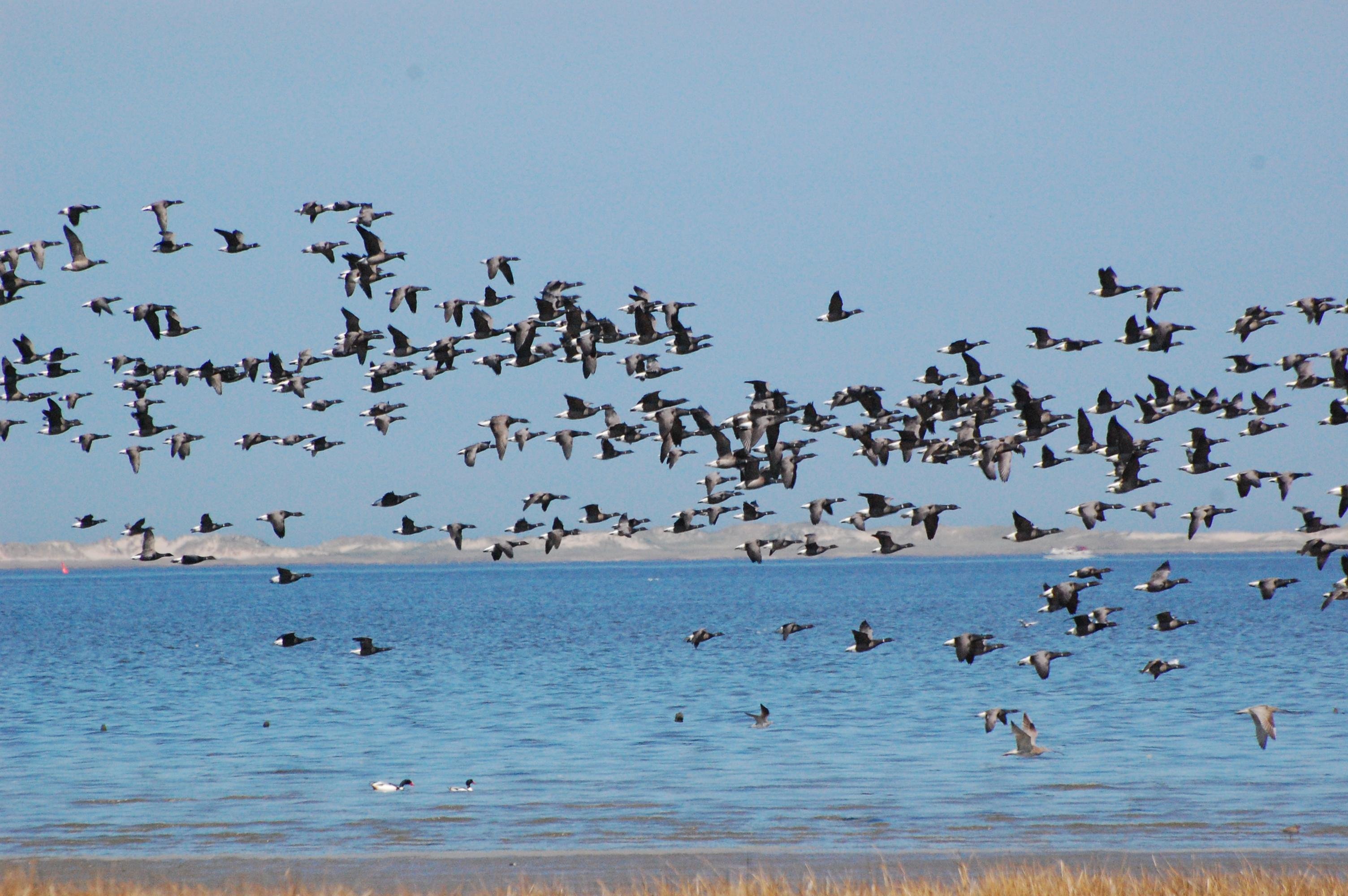Flock of dark birds flying over a body of water with a clear blue sky. Distant sandy shoreline in the background. A smaller group of birds floats on the water near the bottom left of the image.