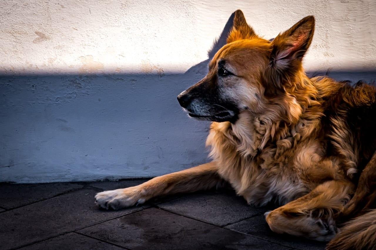 Brown-and-black long-haired dog lying on a dark tiled floor beside a white wall, shown in side profile with ears upright and head facing left in warm sunlight.