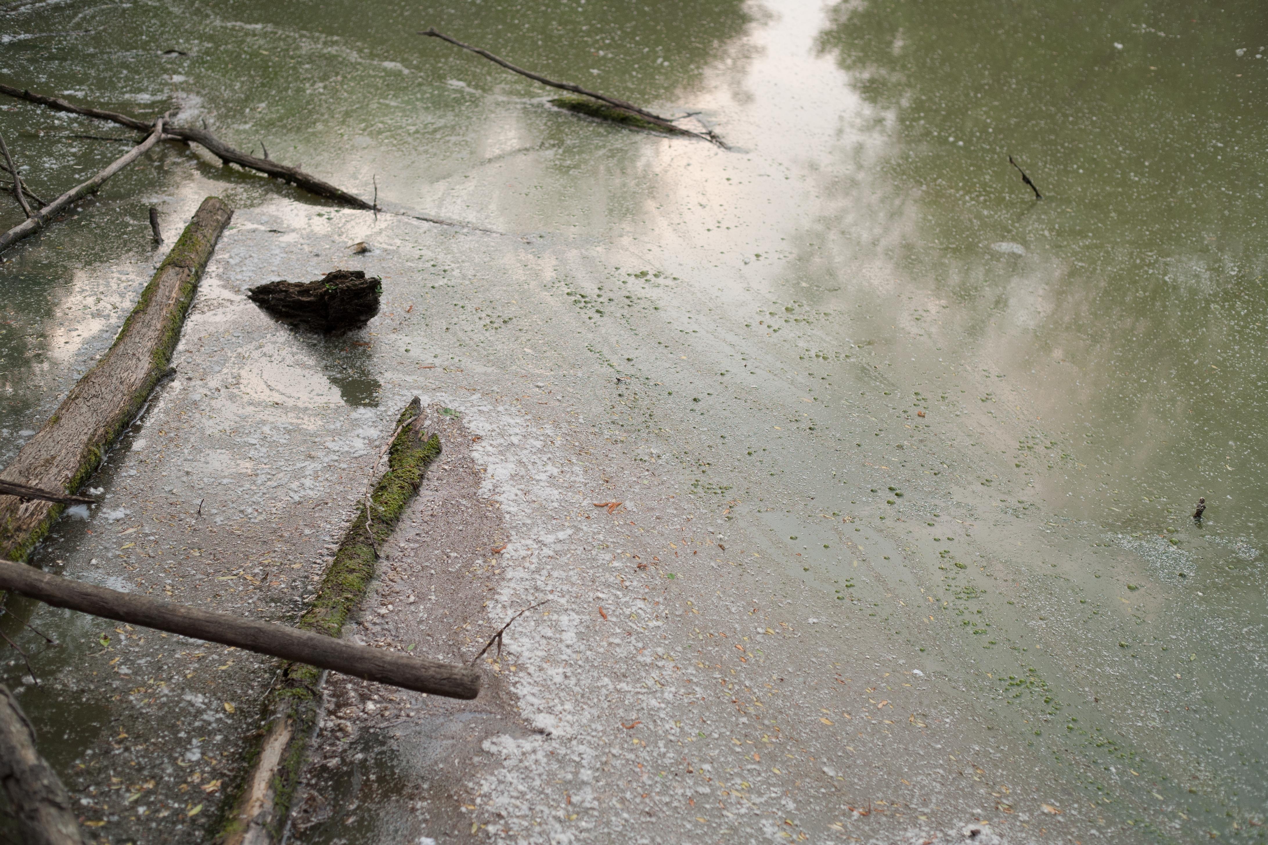stillness in a pond 