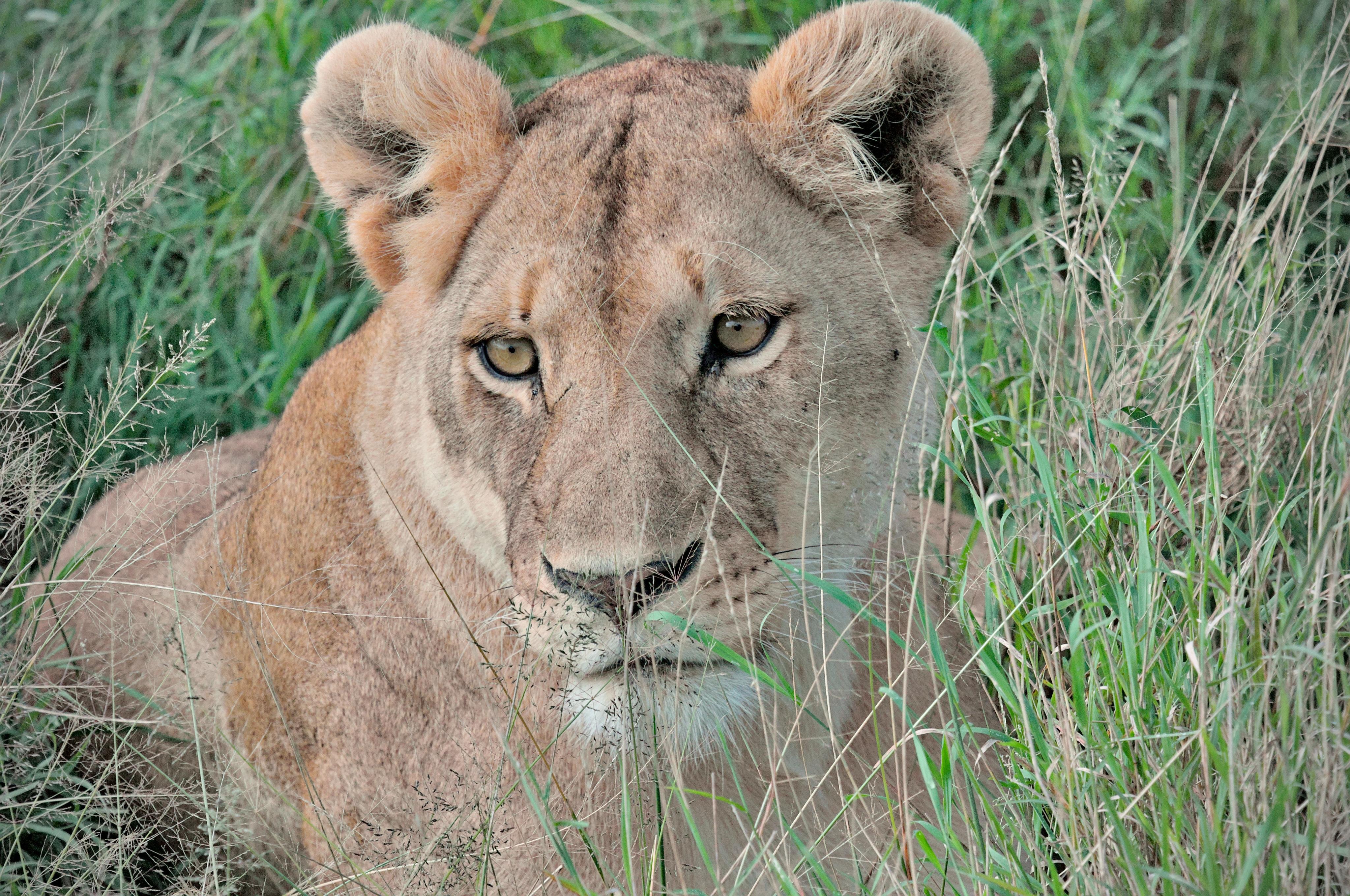 Close-up of a lioness lying in tall green and dry grass, facing the camera with ears upright and eyes open.