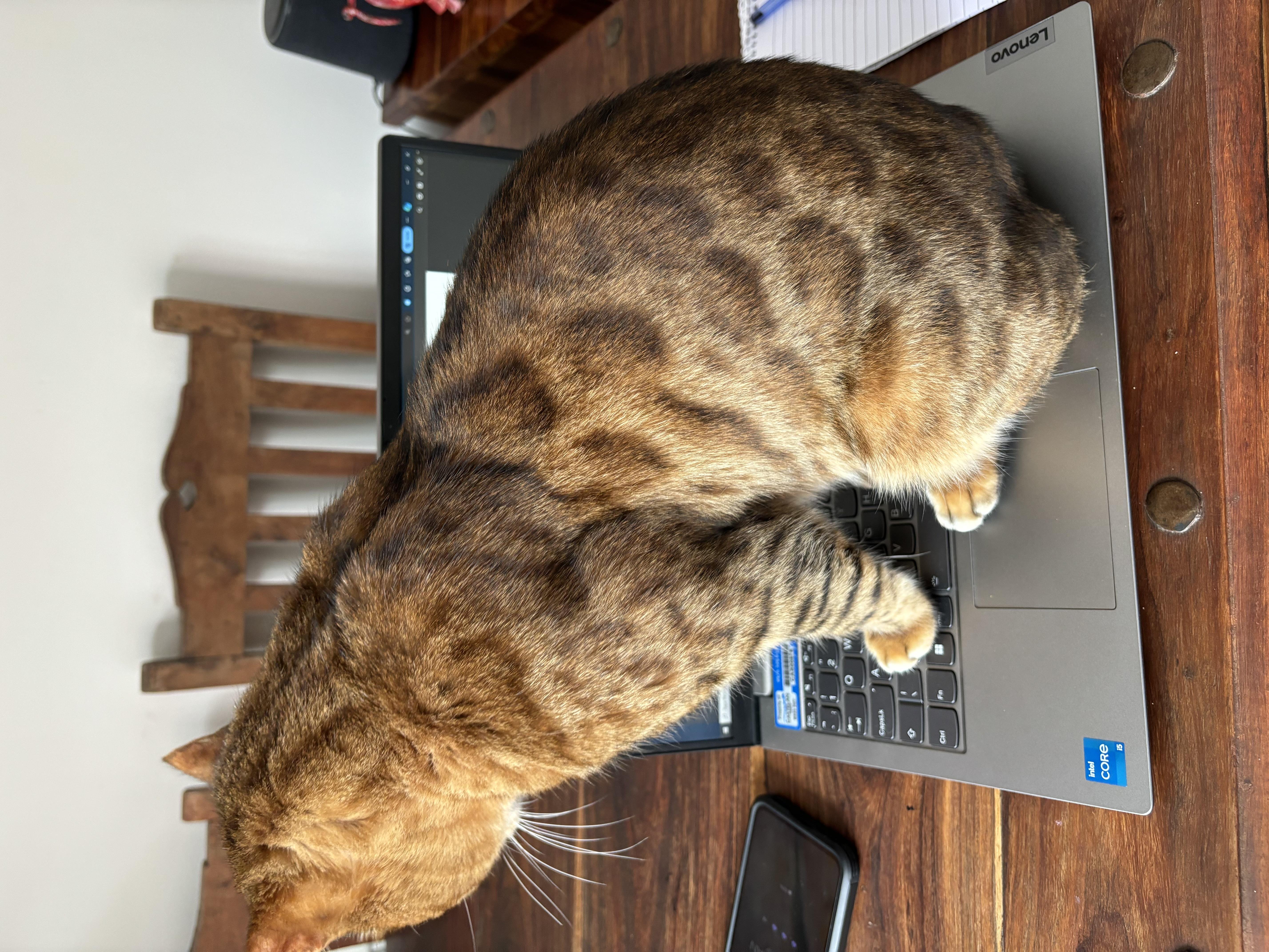 The image shows a bengalcat sitting on a laptop keyboard. The laptop appears to be a Lenovo, judging by the visible logo. The laptop is on a wooden table, and there is a smartphone and a spiral-bound notebook also on the table. The scene suggests a home or casual office setting.