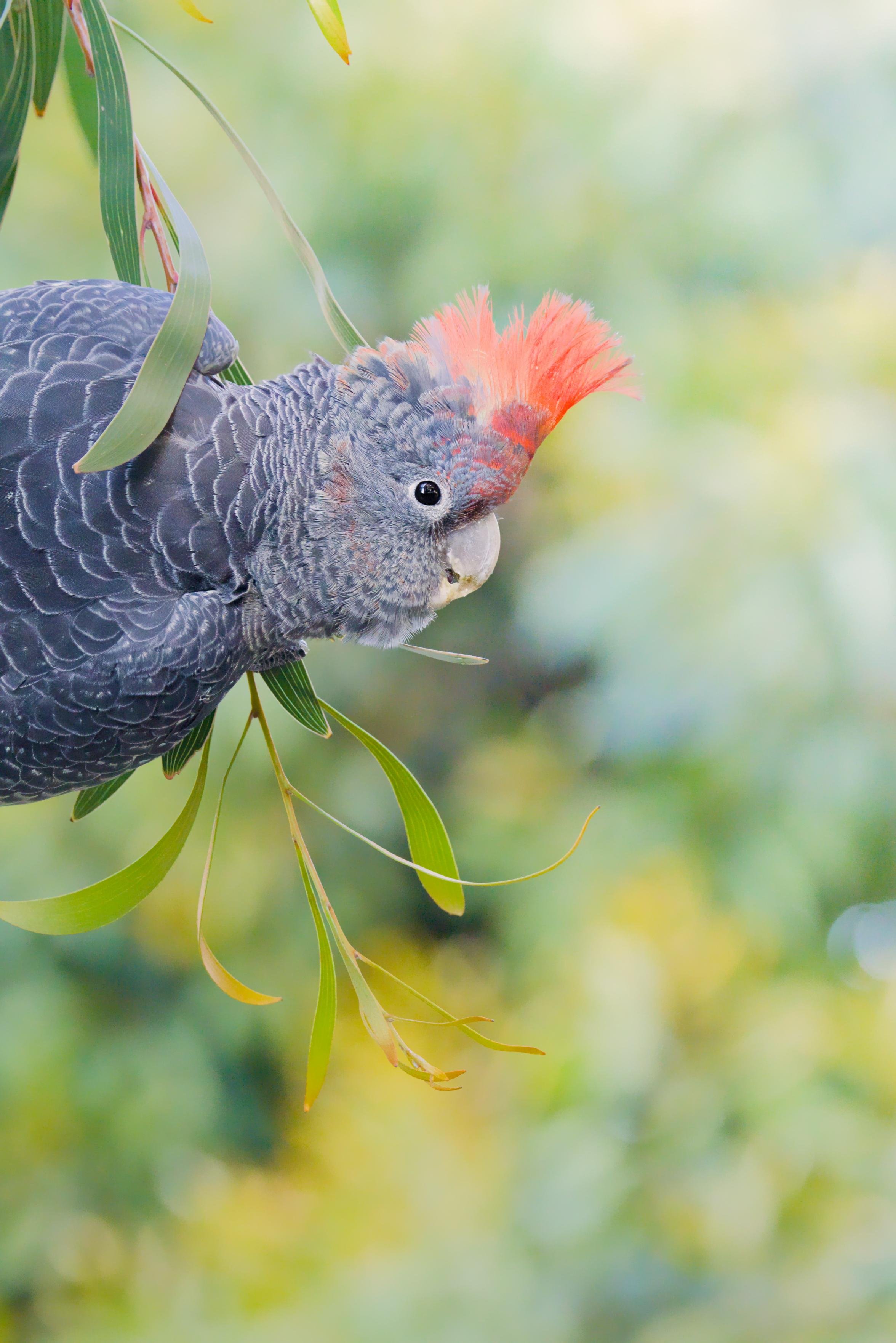A close-up version of a juvenile male gang-gang cockatoo with a red crest hanging sideways from thin eucalyptus branches, facing right, against a blurred green background.
