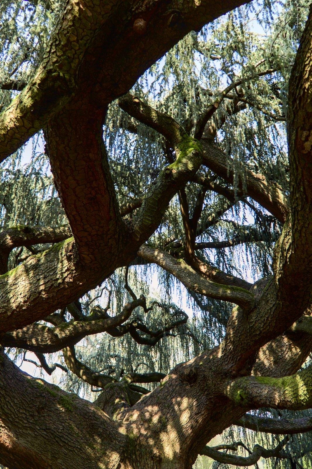 Photo format portrait, prise en dessous d’un très grand arbre cèdre pleureur, dont on ne voit qu’un enchevêtrement de branches et de feuilles, sur fond de ciel bleu