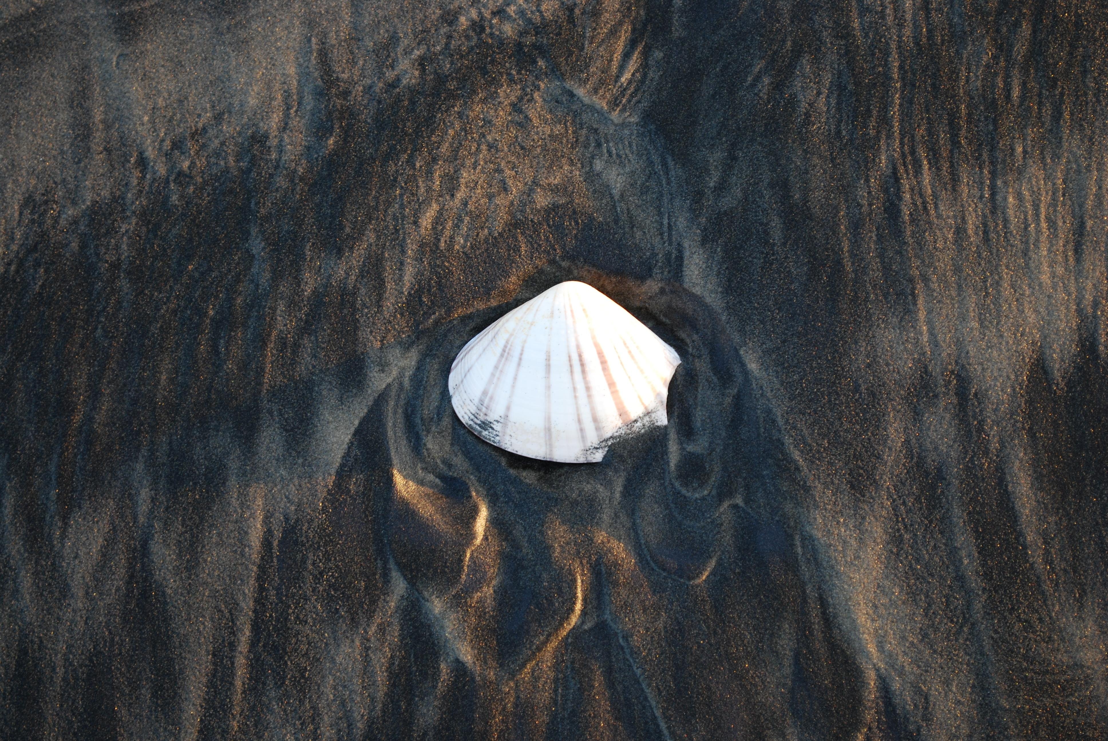 The image shows a white seashell partially buried in dark, wet sand with interesting patterns and textures around it.