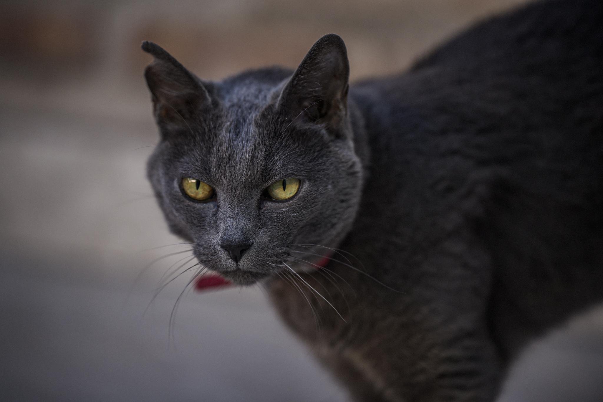 The image shows a gray cat with yellow eyes. It appears to be wearing a collar.
