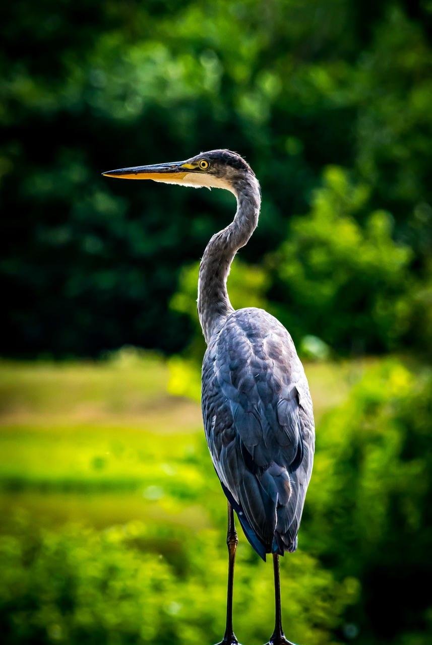 Side-profile close-up of a tall gray heron with a long neck and yellow bill, standing on thin black legs against a blurred green foliage background.