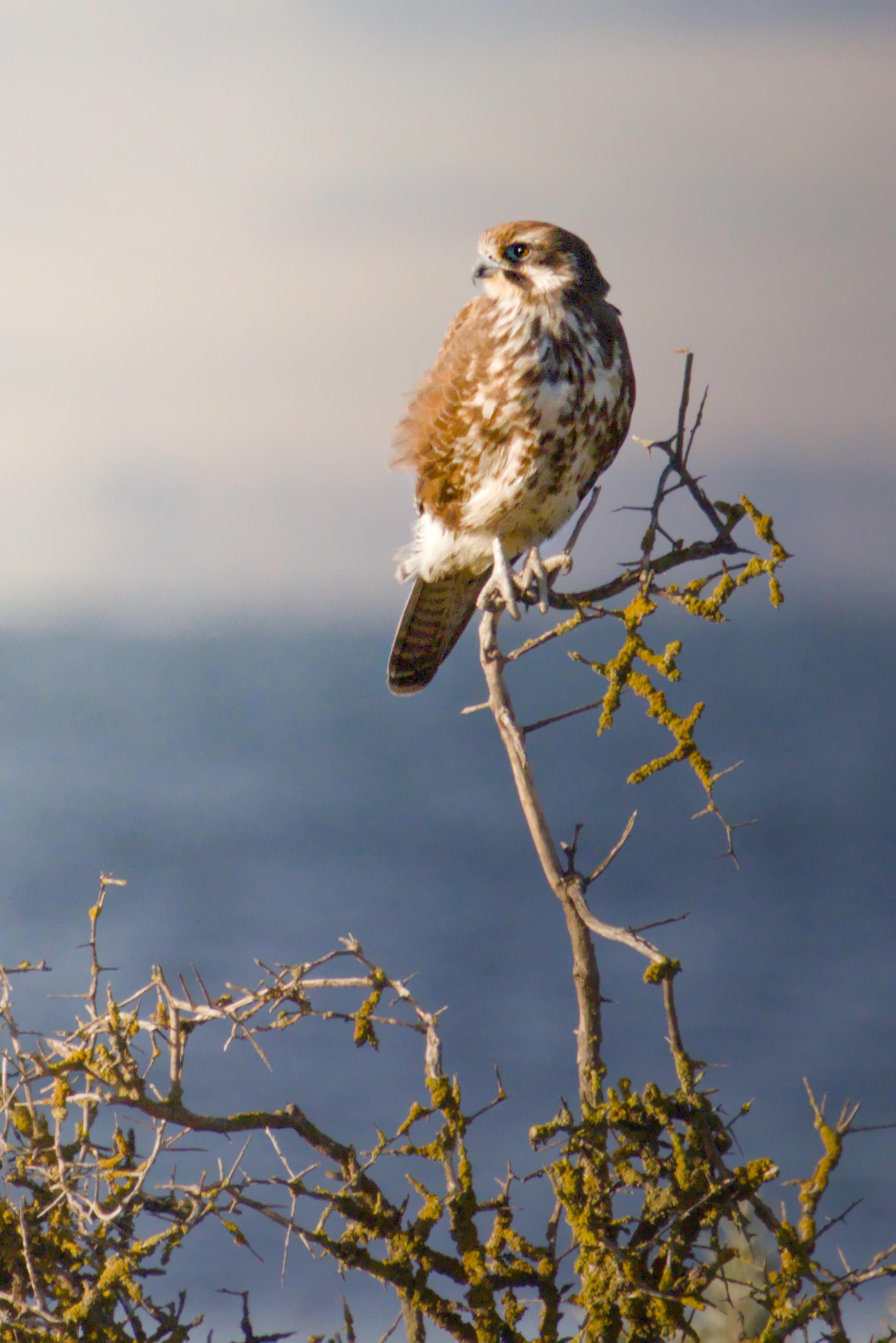A brown falcon perched on the top of a thin, leafless branch with yellow-green lichen, facing left against a softly blurred gray-blue background.