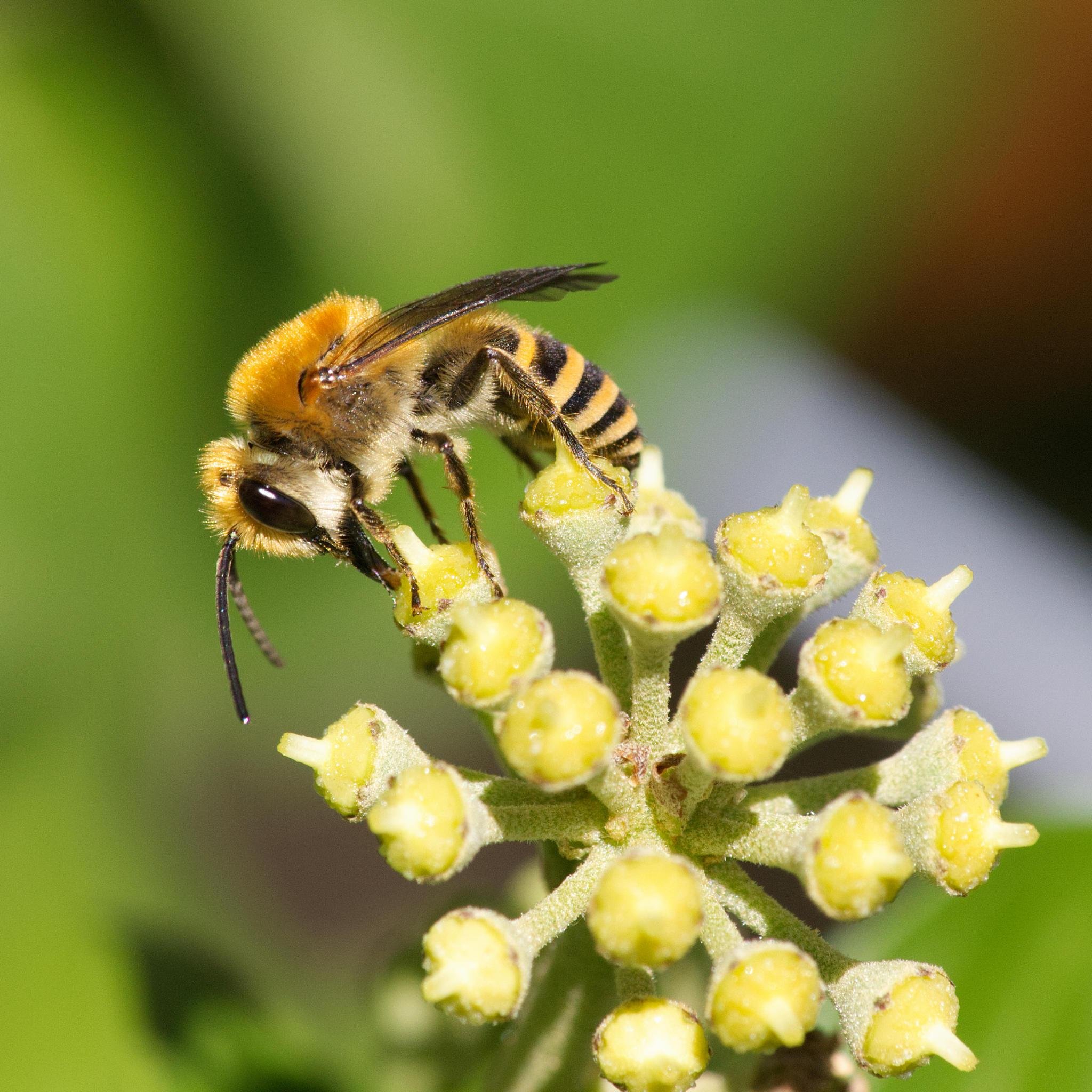 Ivy bee on an ivy flower. The bee is golden yellow, with sharp gold/block stripes on the abdomen. Golden-brown fur on thorax and face, and amazing black eyes.
