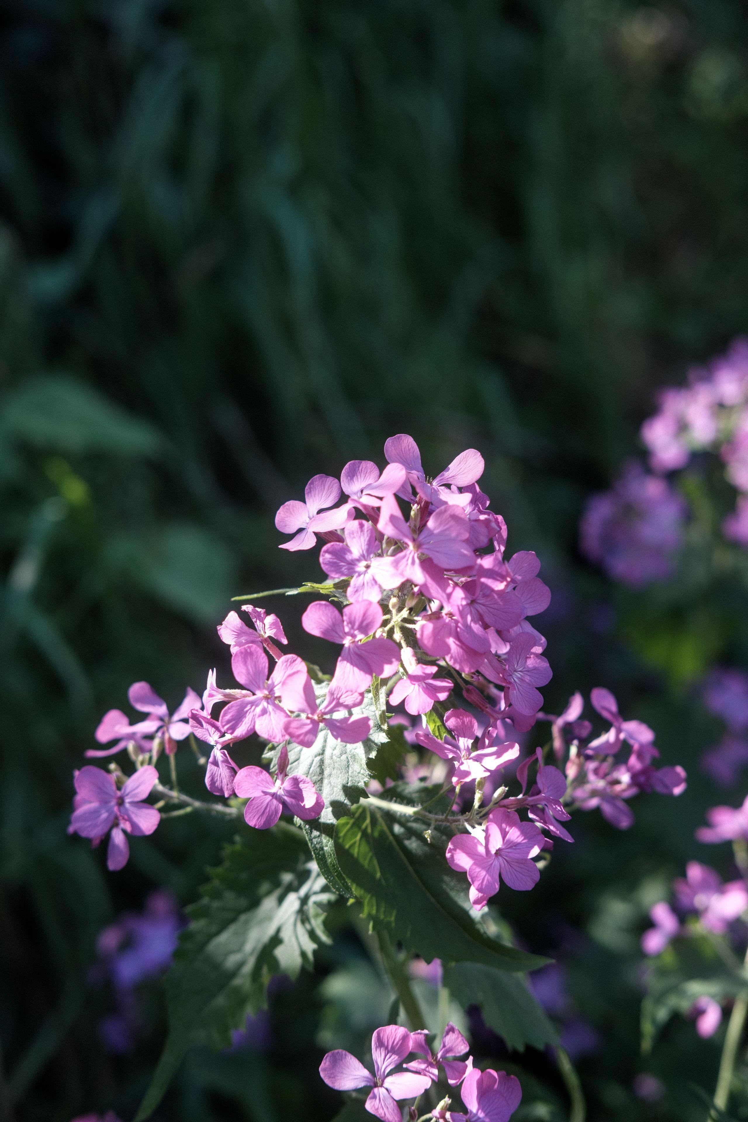 Photo verticale. Gros plan sur des petites fleurs violettes sur fond de longues herbes vertes dans le bokeh