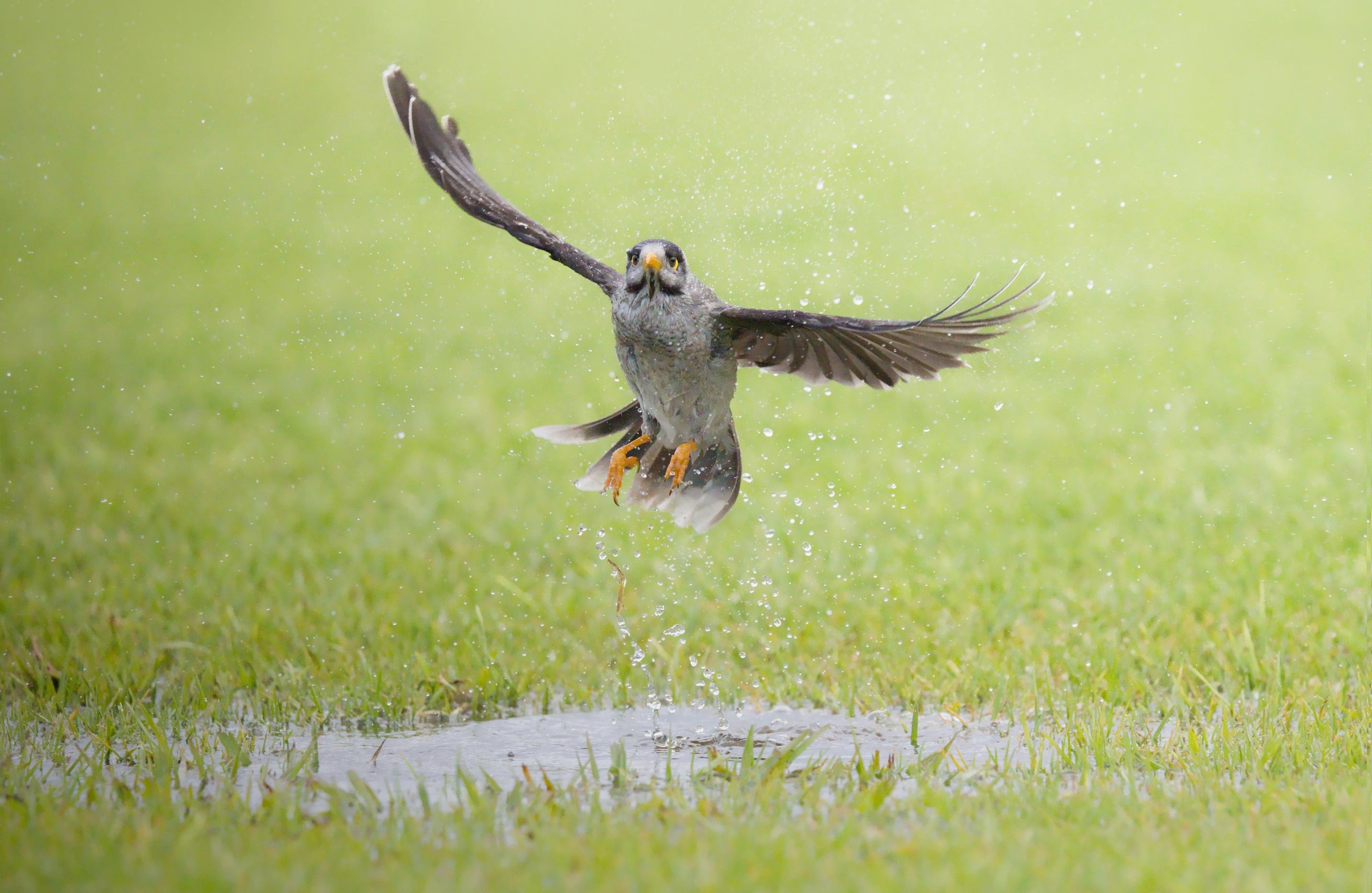 A Noisy miner outstretched wings lifting off from a shallow puddle in a grassy field, water droplets splashing upward around its feet.