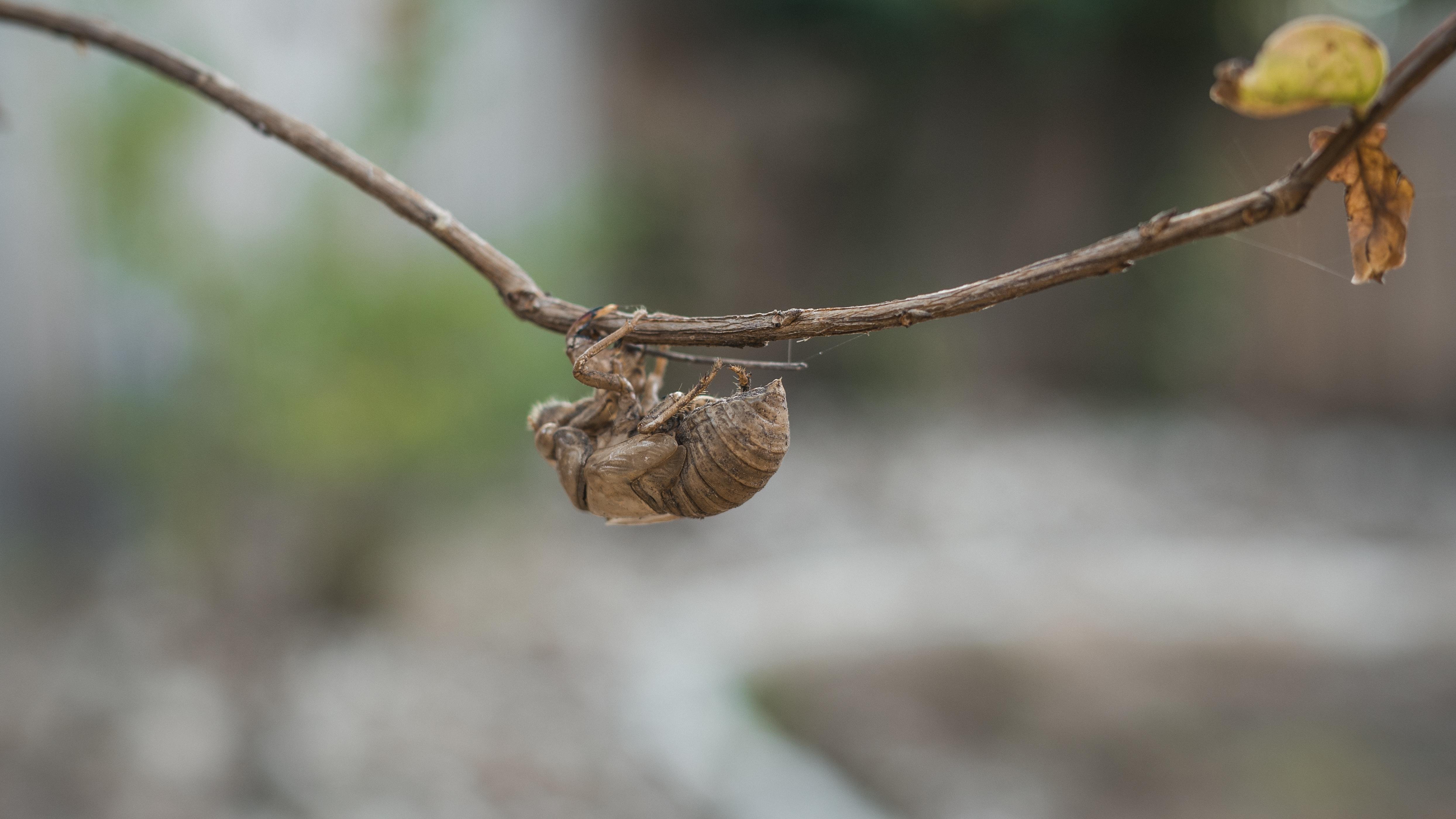 Empty cicada carapace clinging to a thin branch, with blurred background featuring soft, natural tones of brown and green. The shell is brown and textured, showcasing detailed ridges and segments. A dry leaf is attached to the branch on the right side.